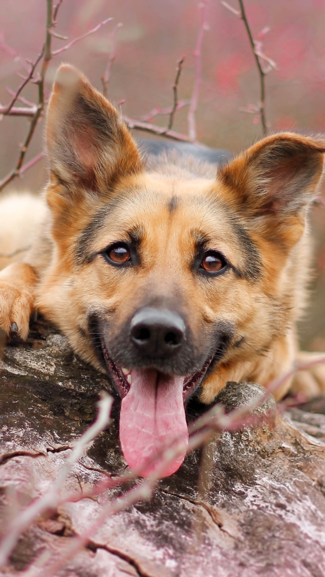 Download mobile wallpaper Dogs, Dog, Animal, Bokeh, Cute, German Shepherd for free.