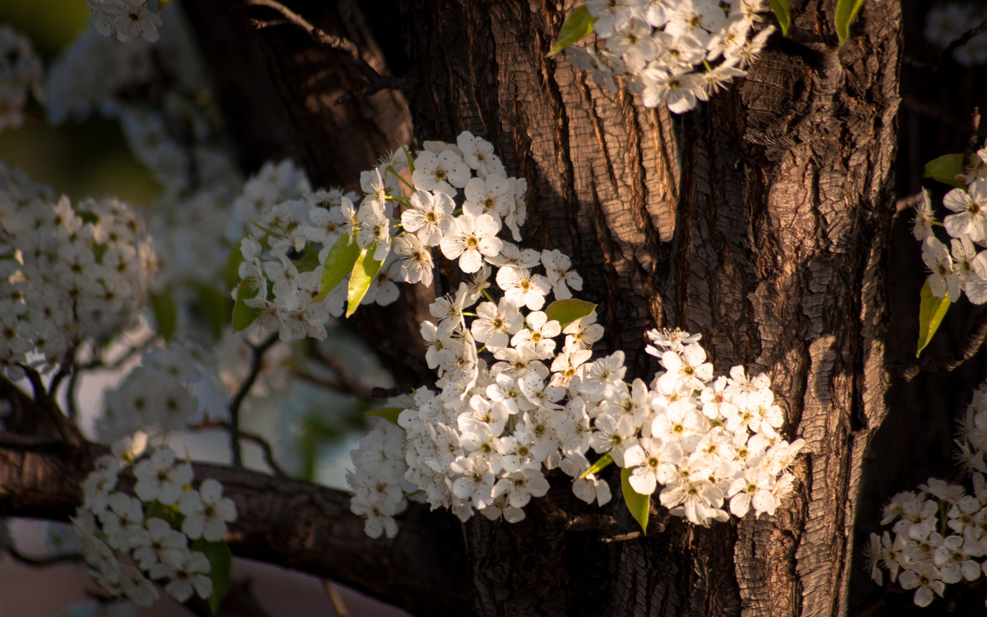 Laden Sie das Blüte, Blumen, Erde/natur-Bild kostenlos auf Ihren PC-Desktop herunter