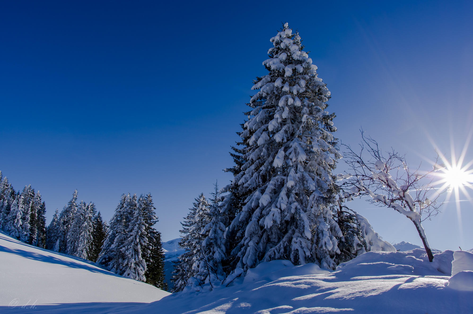 Скачать картинку Зима, Небо, Солнце, Снег, Лес, Ель, Земля/природа в телефон бесплатно.