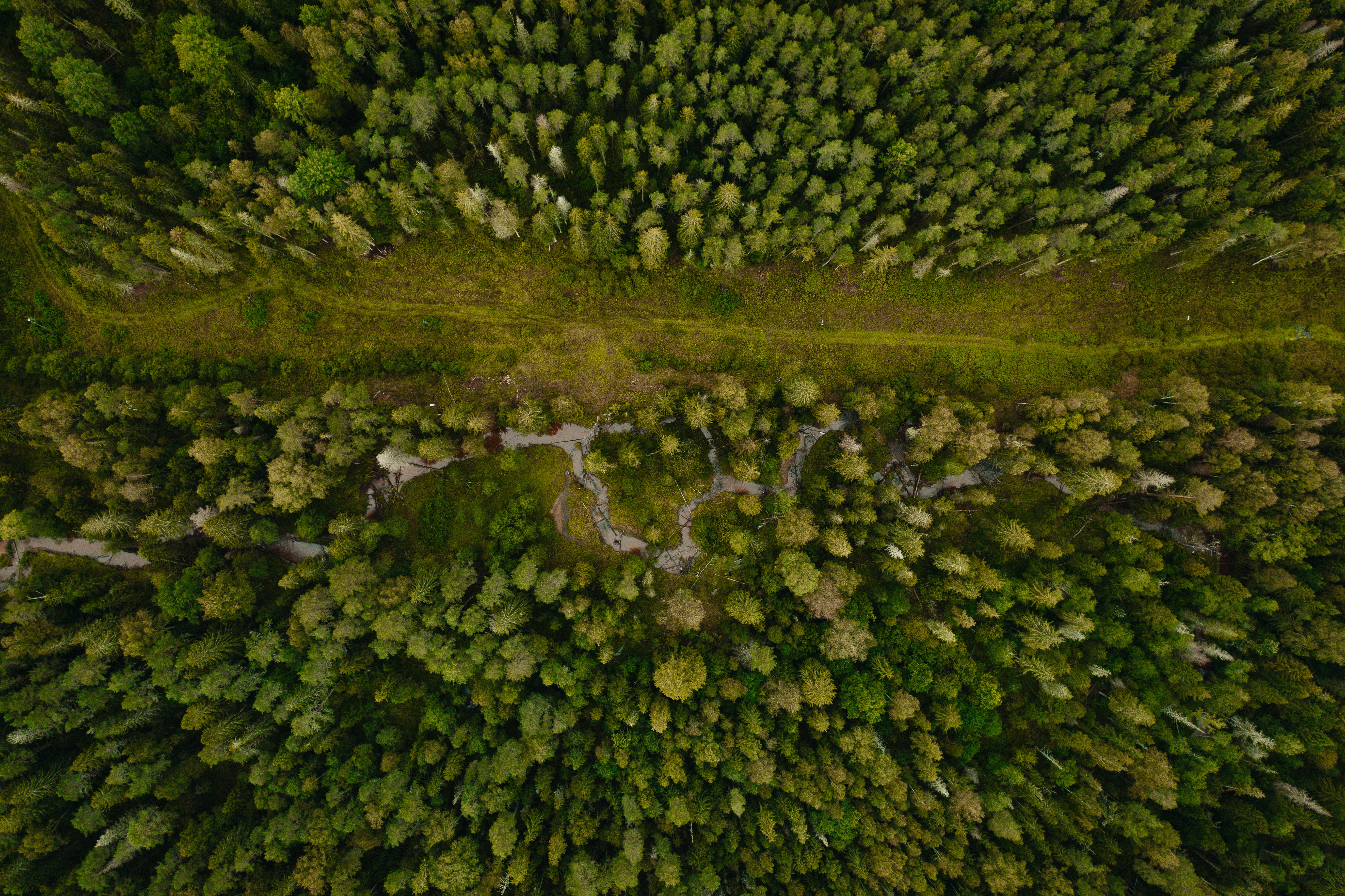Download mobile wallpaper Forest, Trees, Path, Nature, View From Above for free.