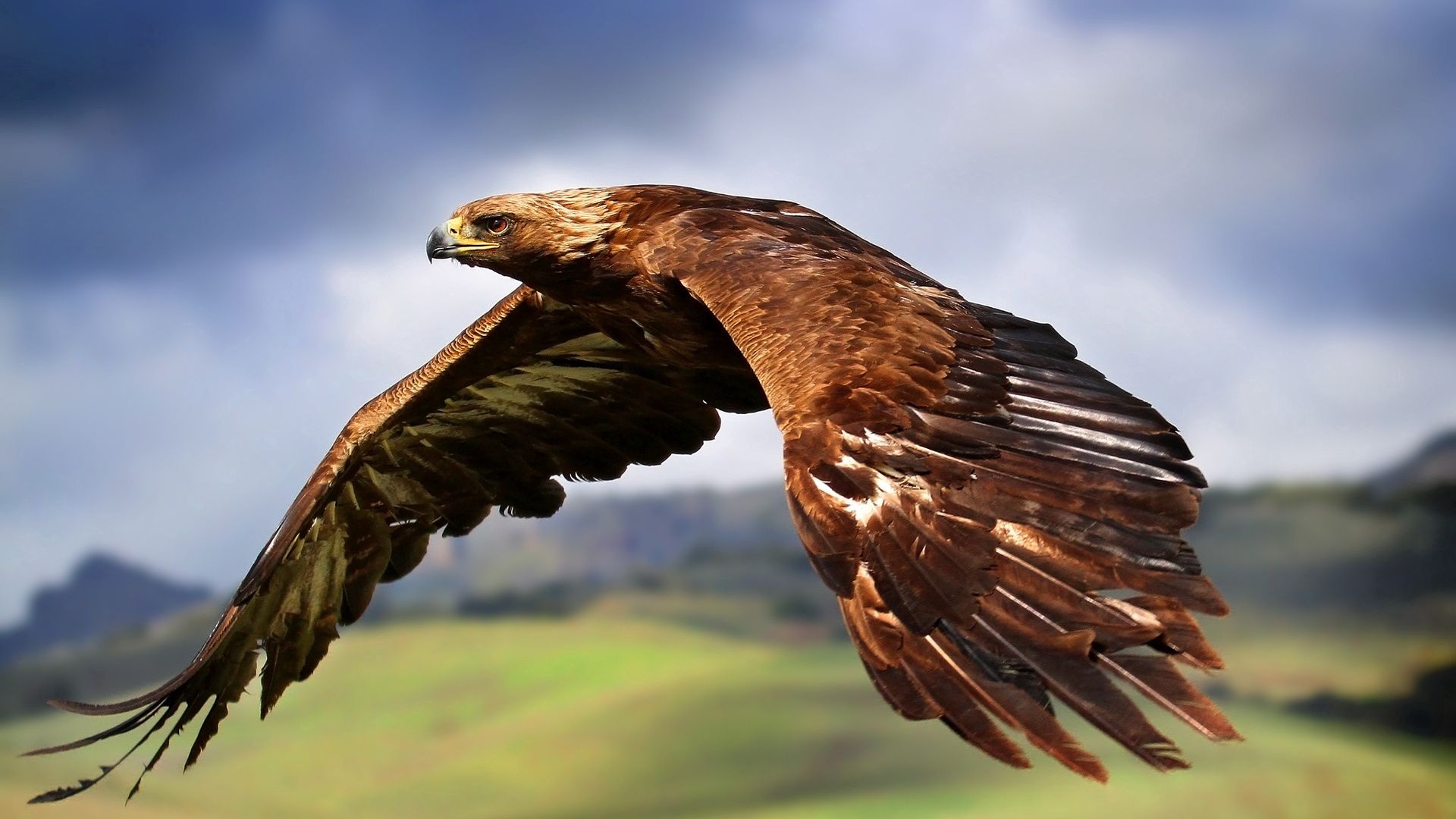 Free download wallpaper Sky, Flight, Bird, Predator, Animals, Eagle on your PC desktop
