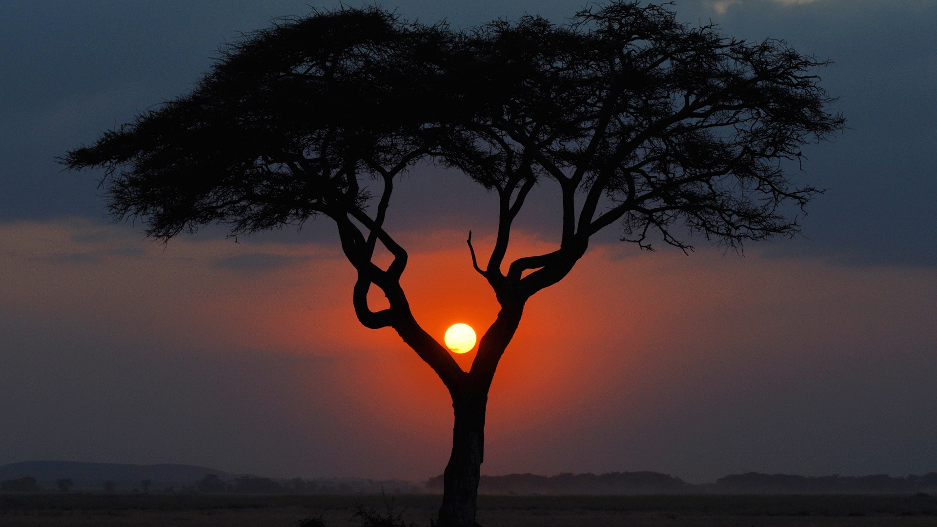 Descarga gratuita de fondo de pantalla para móvil de Árbol, Tierra/naturaleza.