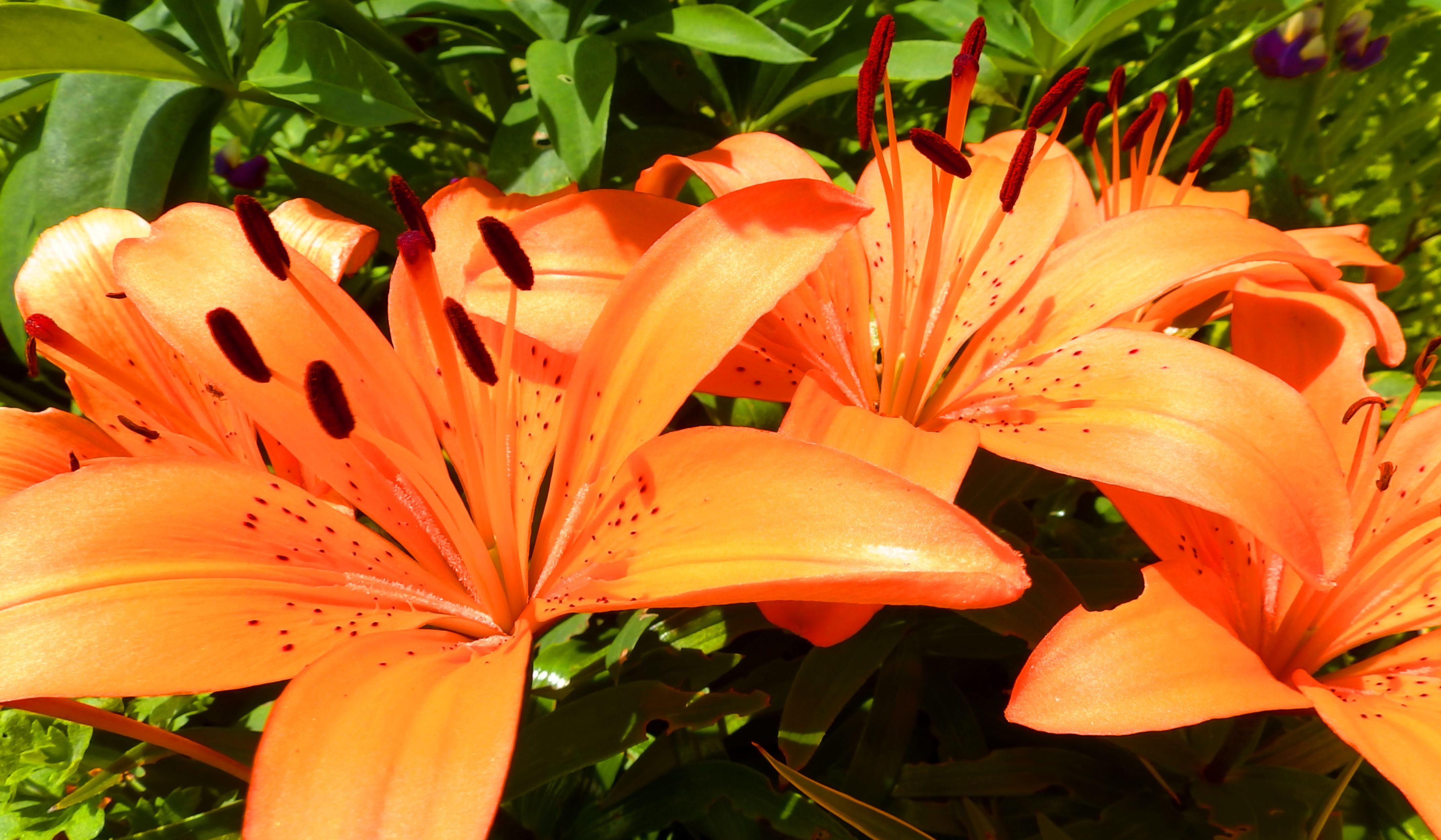 Descarga gratis la imagen Naturaleza, Flores, Flor, Lirio, Tierra/naturaleza, Flor Naranja en el escritorio de tu PC