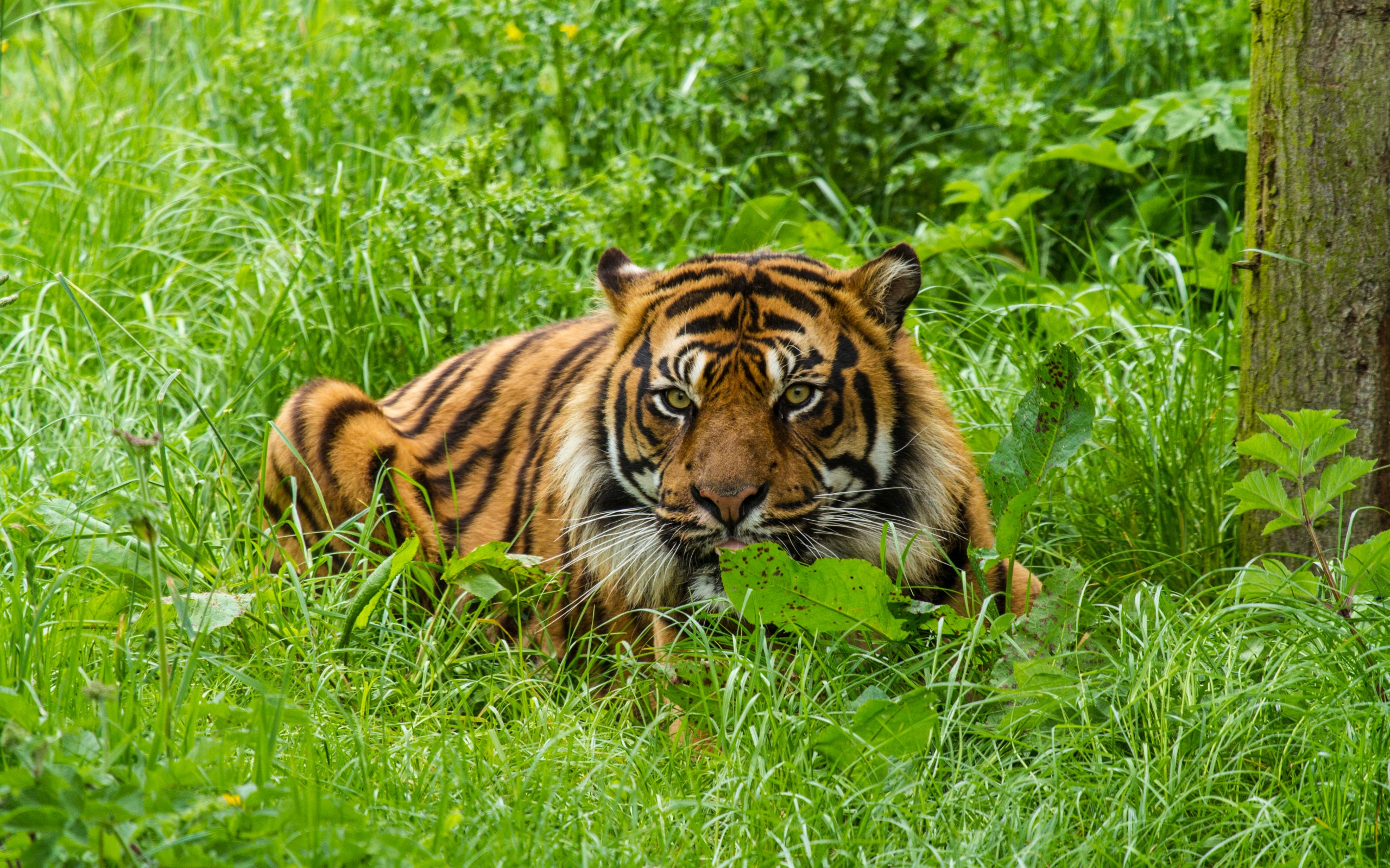 Free download wallpaper Cats, Animal, Tiger on your PC desktop