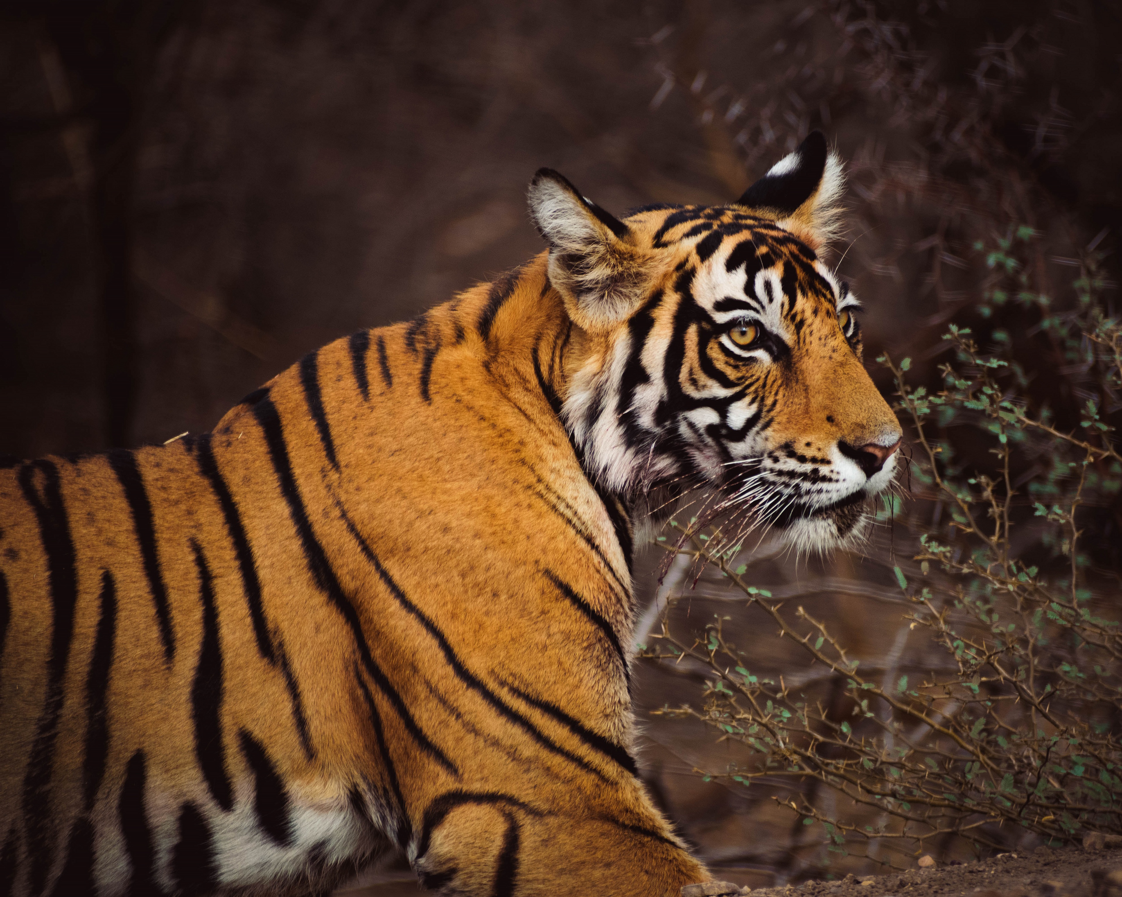 Descarga gratuita de fondo de pantalla para móvil de Animales, Gatos, Tigre.