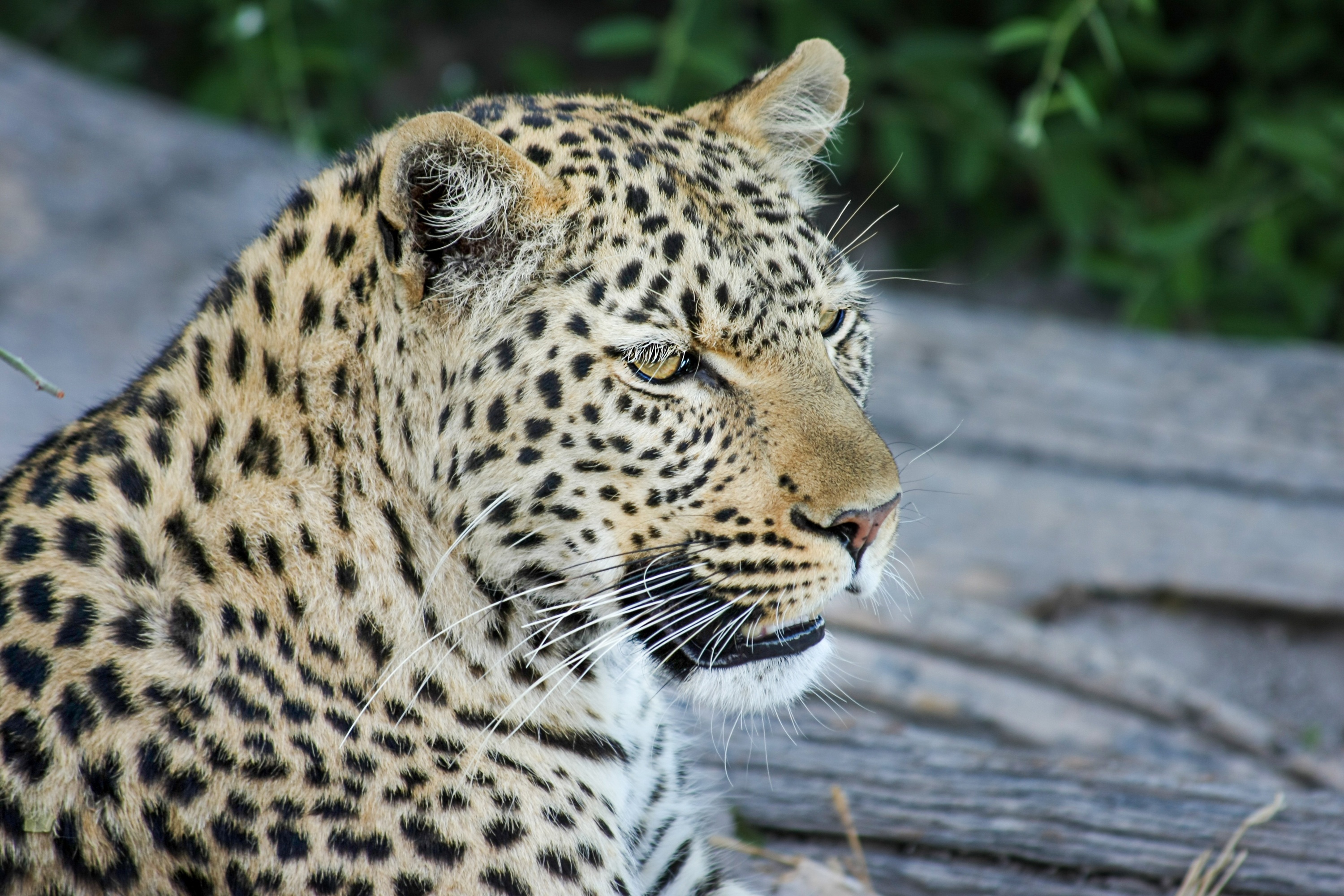 Download mobile wallpaper Cats, Leopard, Animal for free.