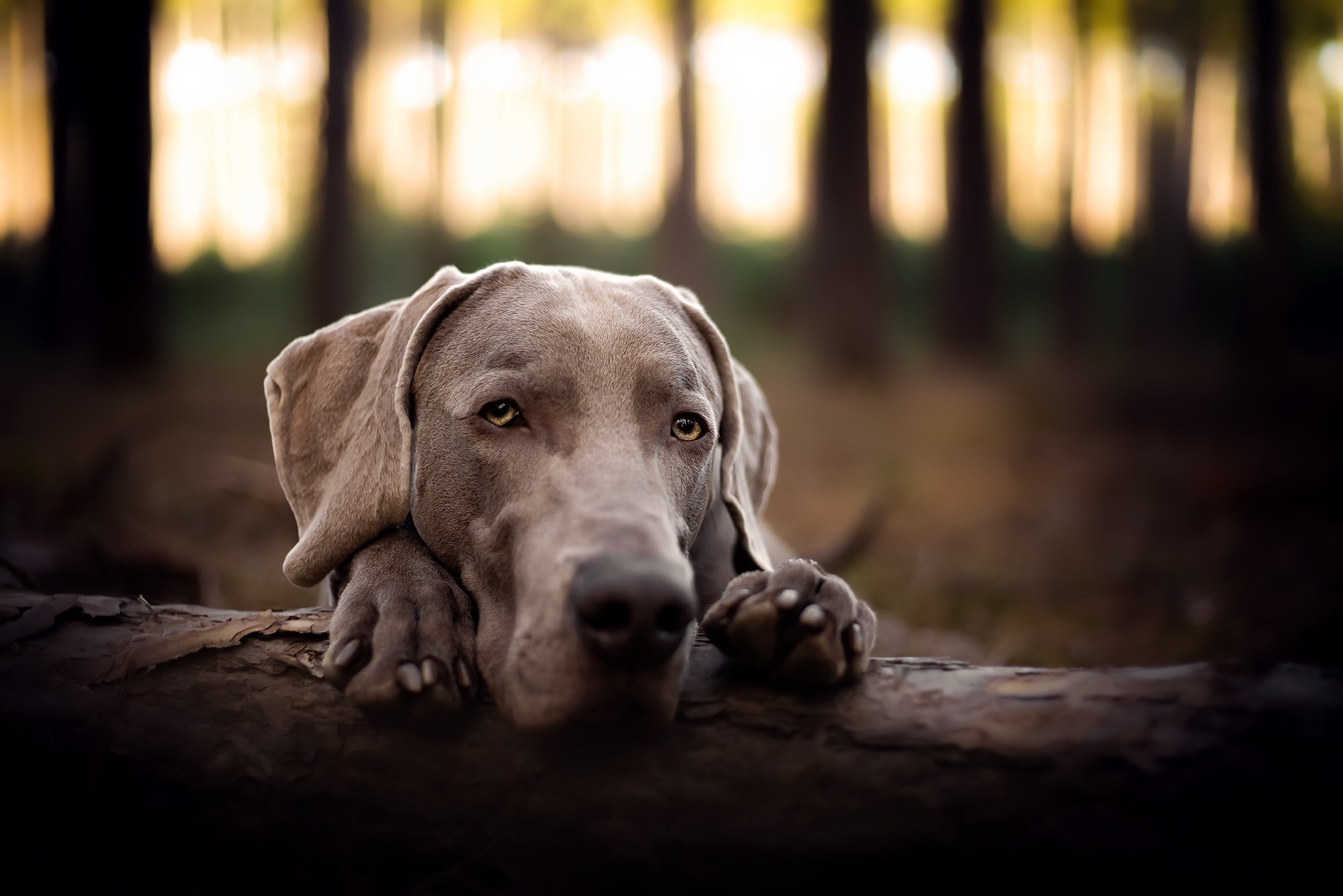 Download mobile wallpaper Dogs, Dog, Animal, Weimaraner, Depth Of Field for free.