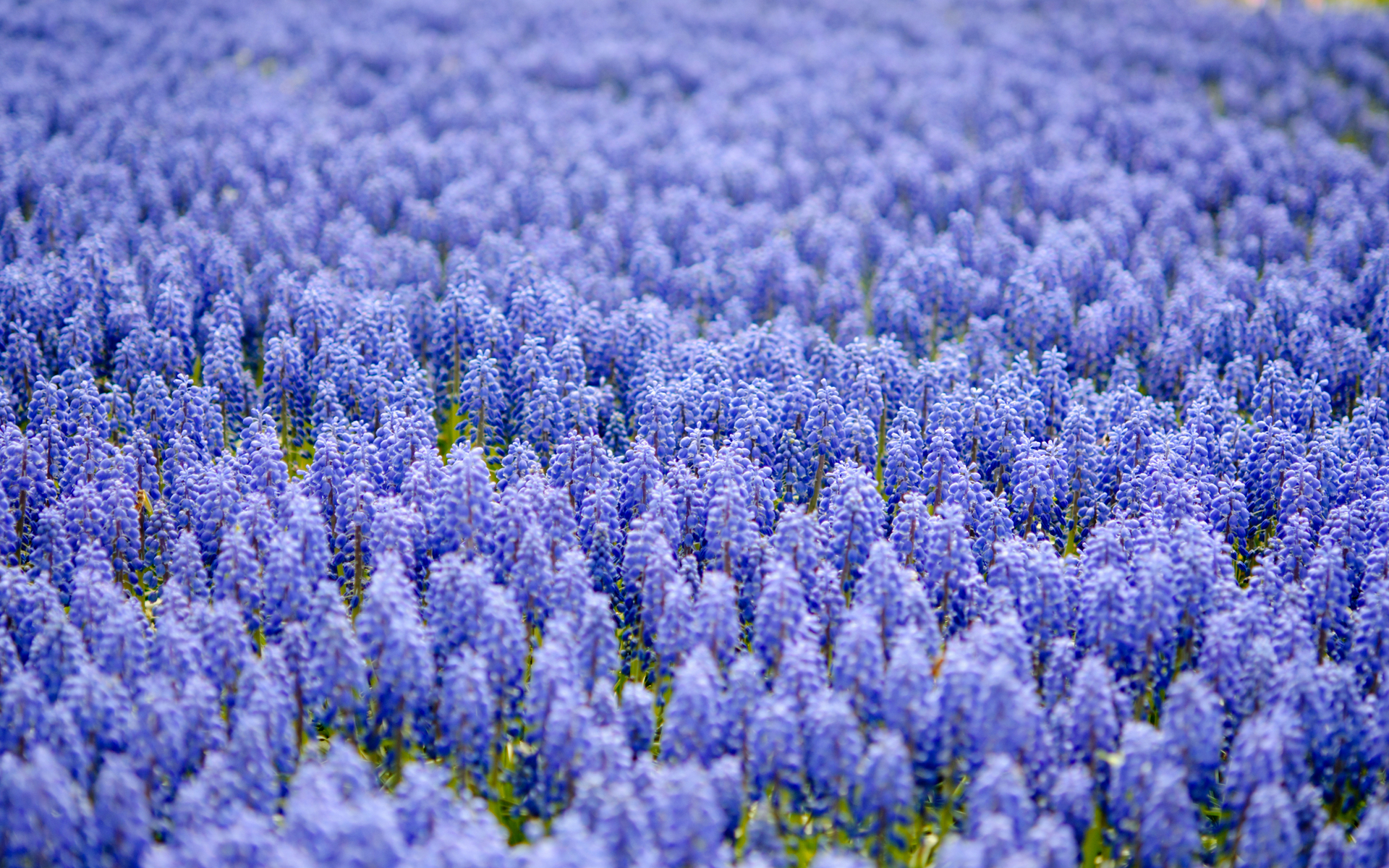 Baixe gratuitamente a imagem Flores, Flor, Terra/natureza na área de trabalho do seu PC