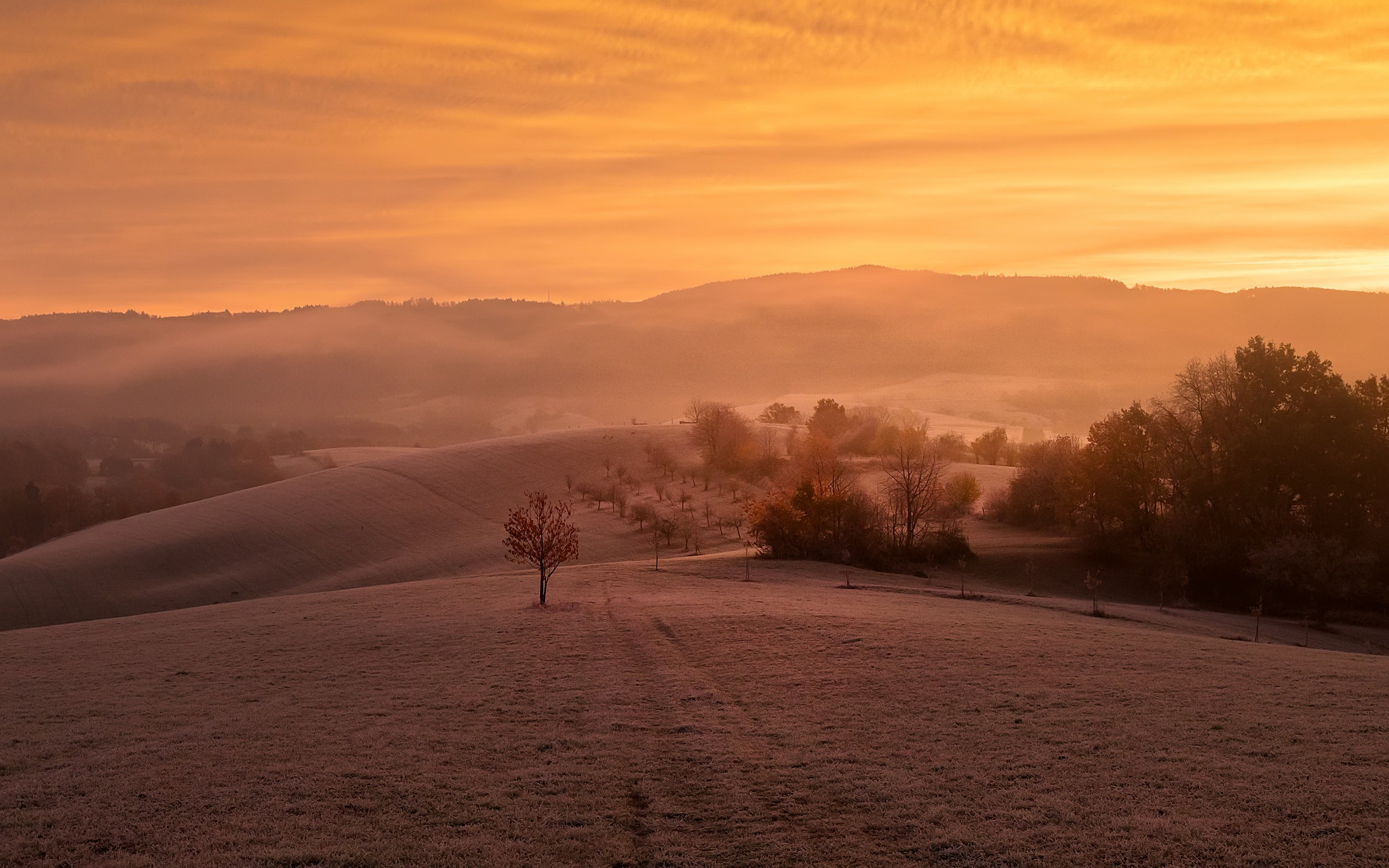 Baixe gratuitamente a imagem Outono, Campo, Terra/natureza, Neblina na área de trabalho do seu PC