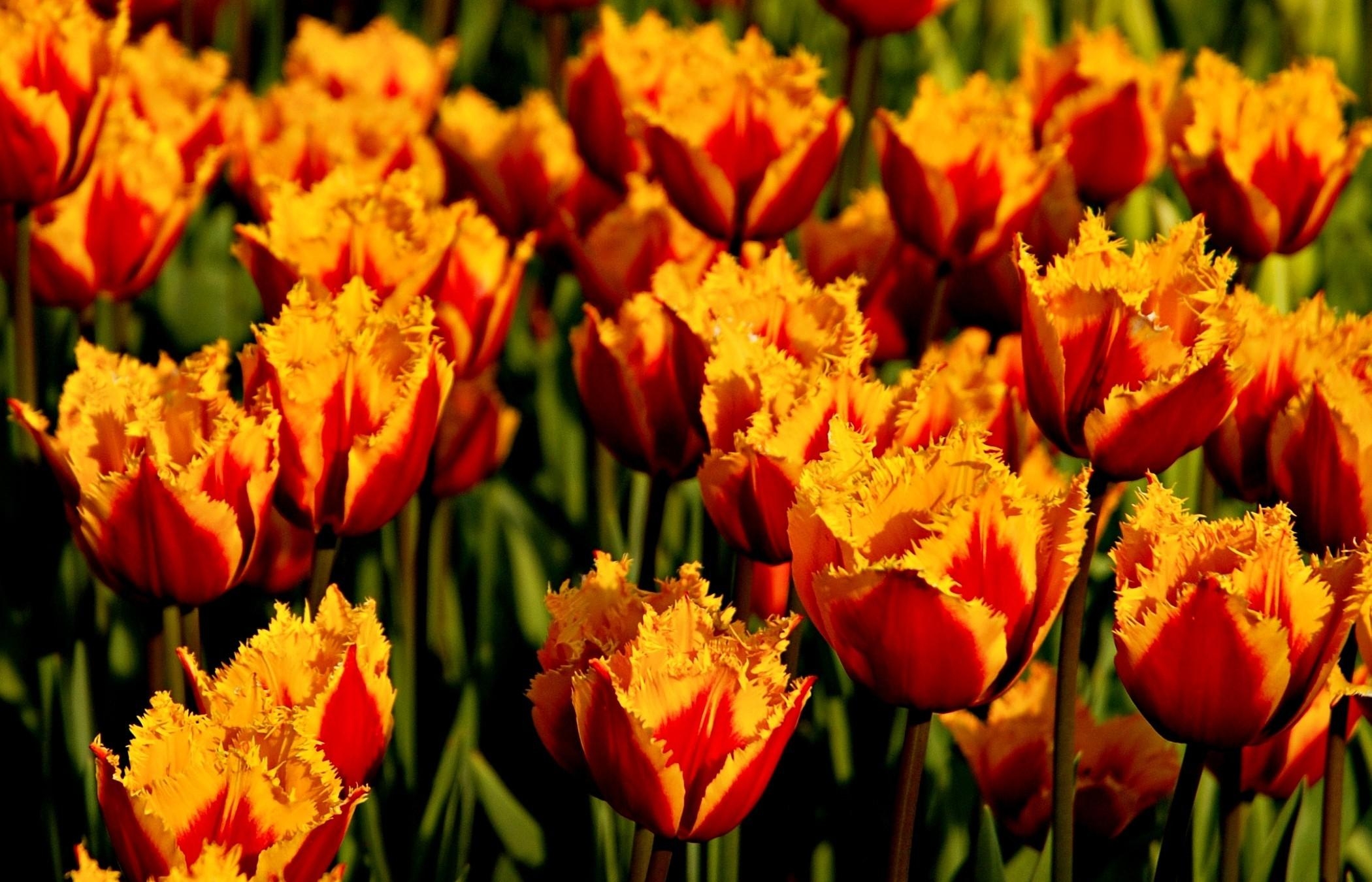 119915 descargar fondo de pantalla flores, tulipanes, de cerca, primer plano, cama de flores, parterre, bicolor, bicolores, terry: protectores de pantalla e imágenes gratis