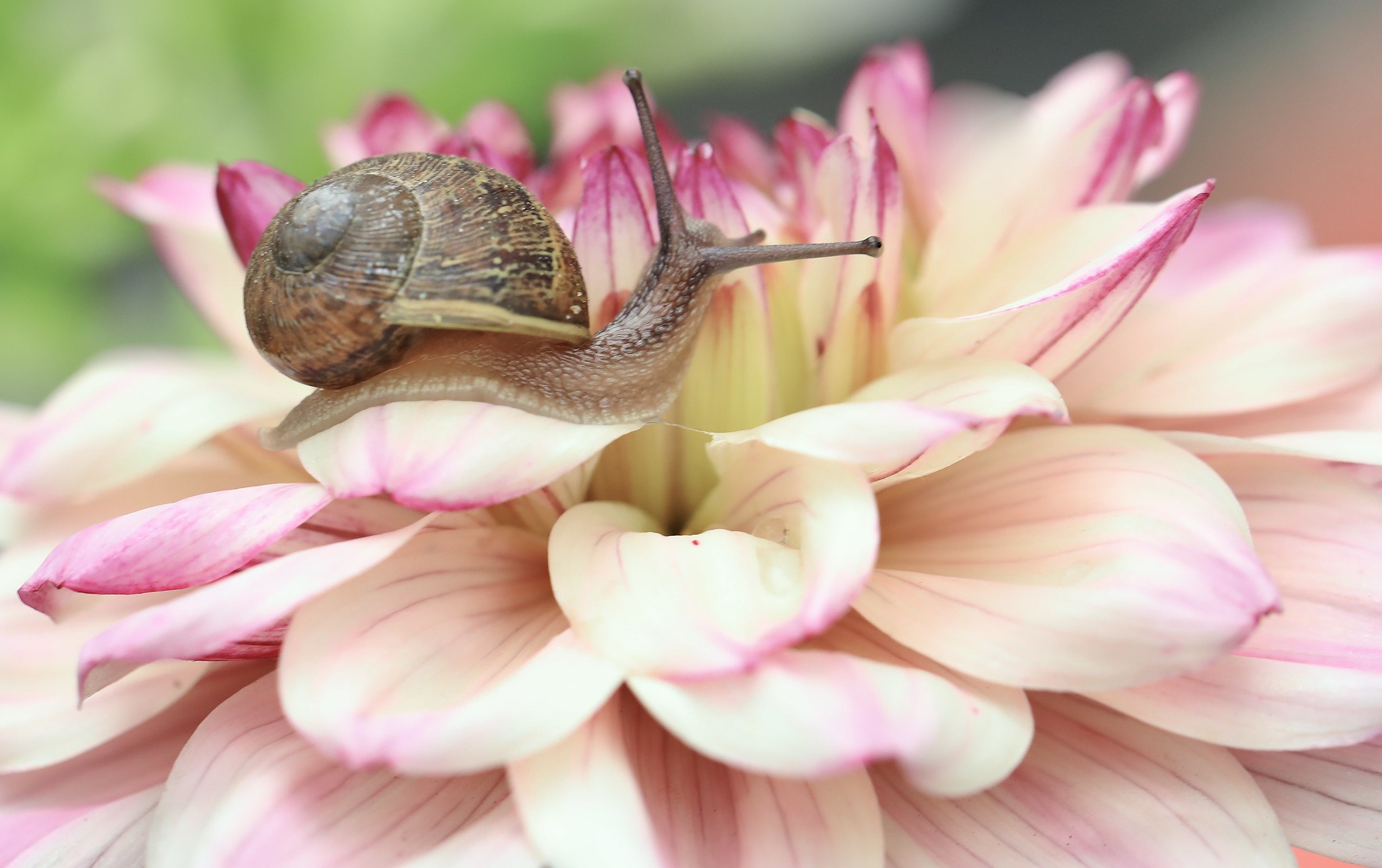 Download mobile wallpaper Food, Macro, Insect, Snail, Dahlia for free.