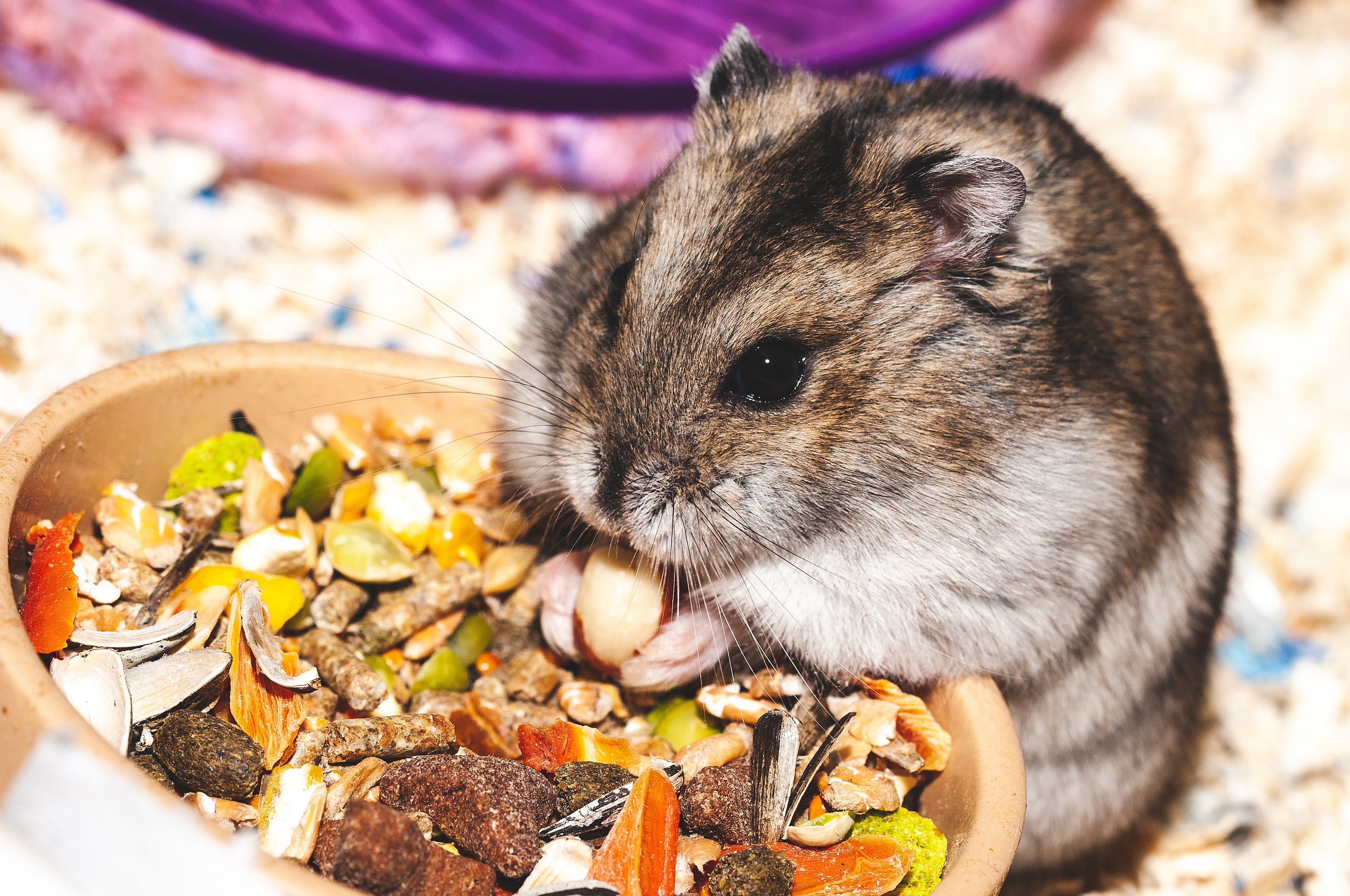 rodent, funny, animals, nice, sweetheart, eat, hamster HD wallpaper