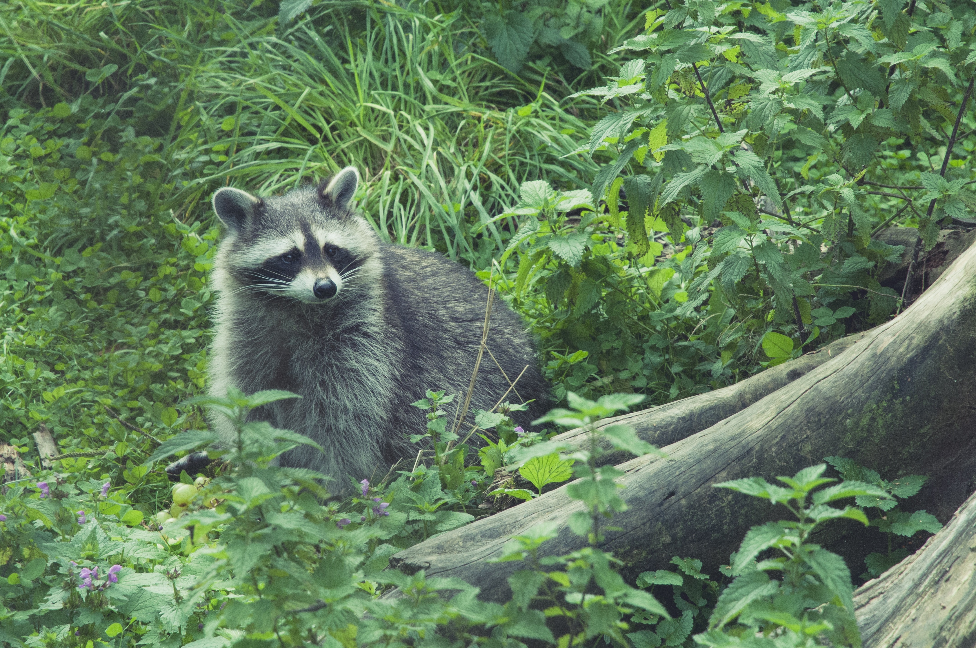 Free download wallpaper Grass, Forest, Raccoon, Animals on your PC desktop