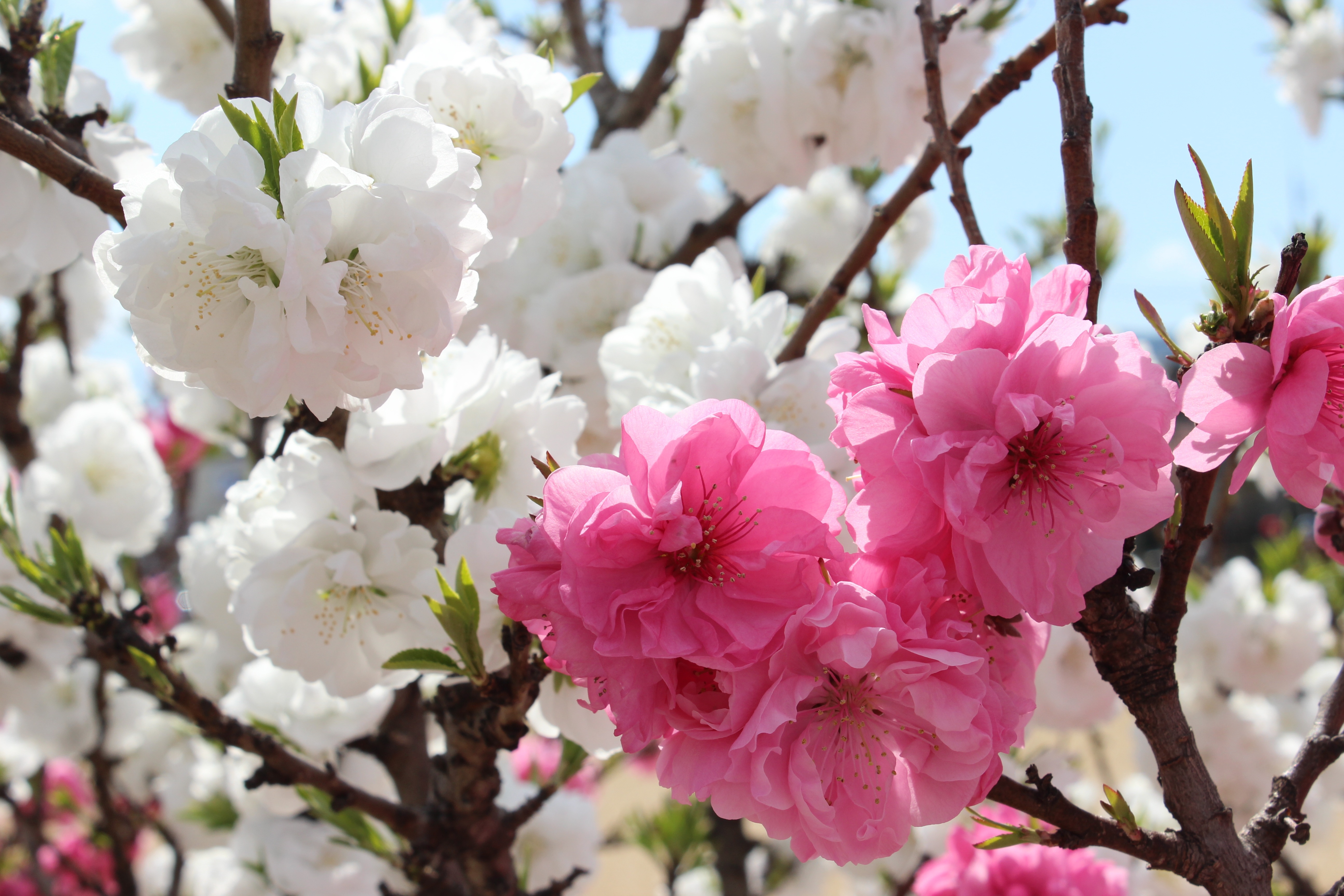 Download mobile wallpaper Sakura, Flower, Macro, Branch, Earth, Spring, Blossom for free.
