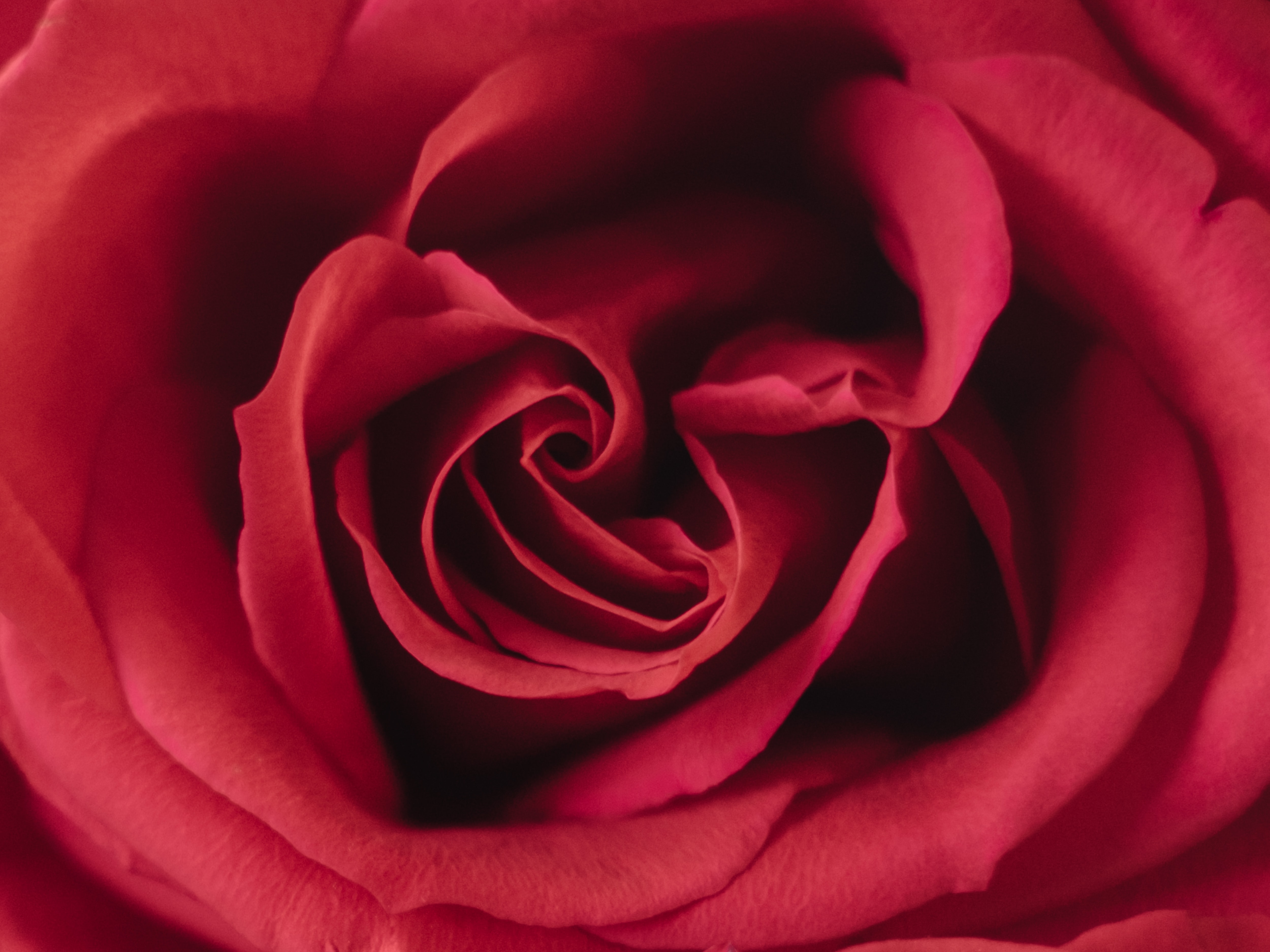 Téléchargez des papiers peints mobile Macro, Fleur, Pétales, Une Rose, Rose gratuitement.