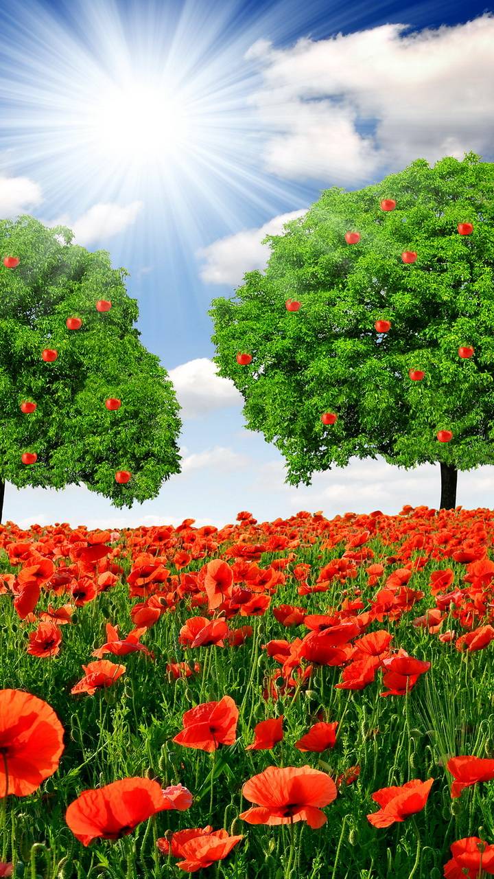 Download mobile wallpaper Flowers, Tree, Earth, Poppy for free.