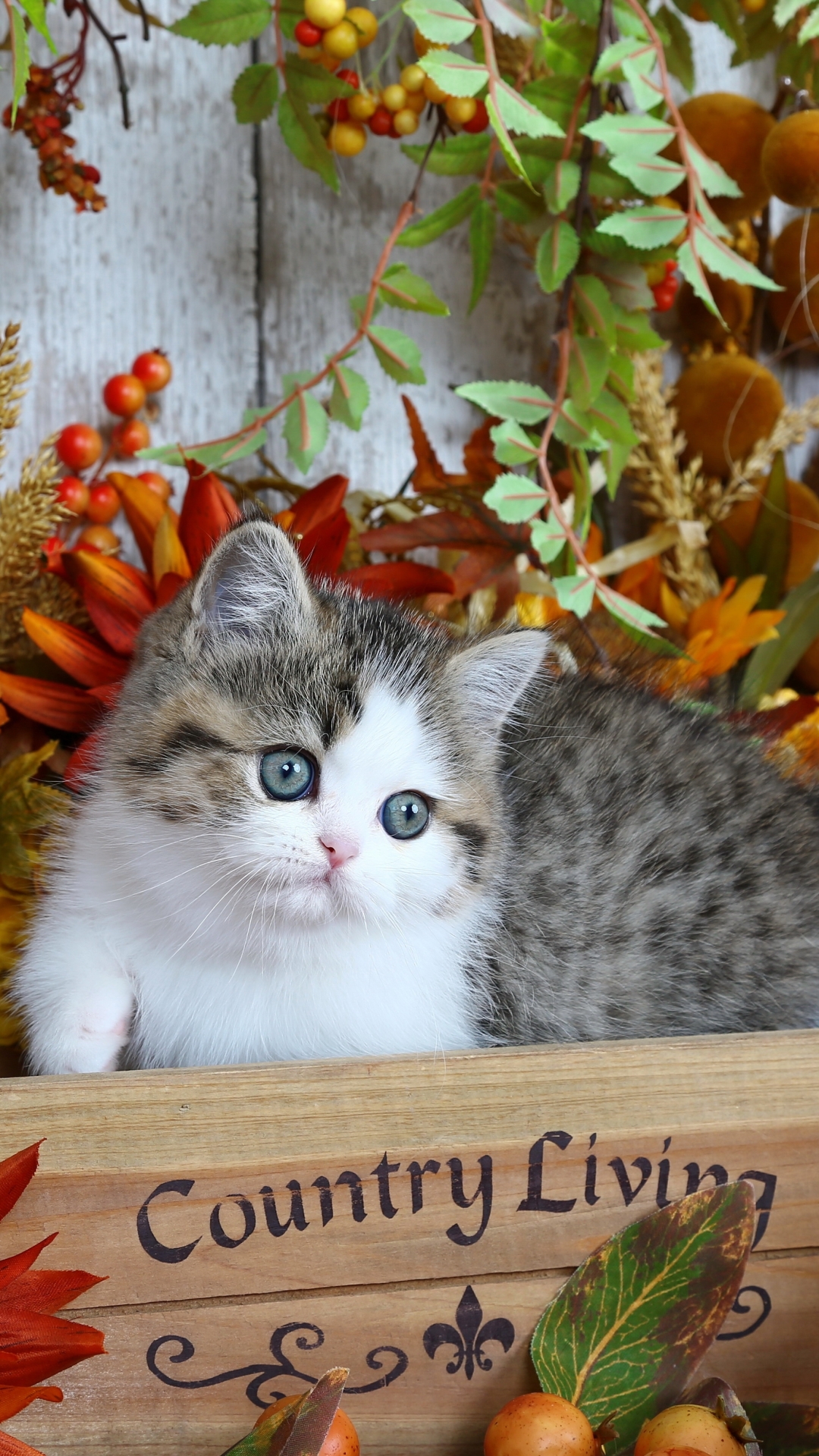 Скачати мобільні шпалери Кішка, Кошеня, Тварина, Коти безкоштовно.