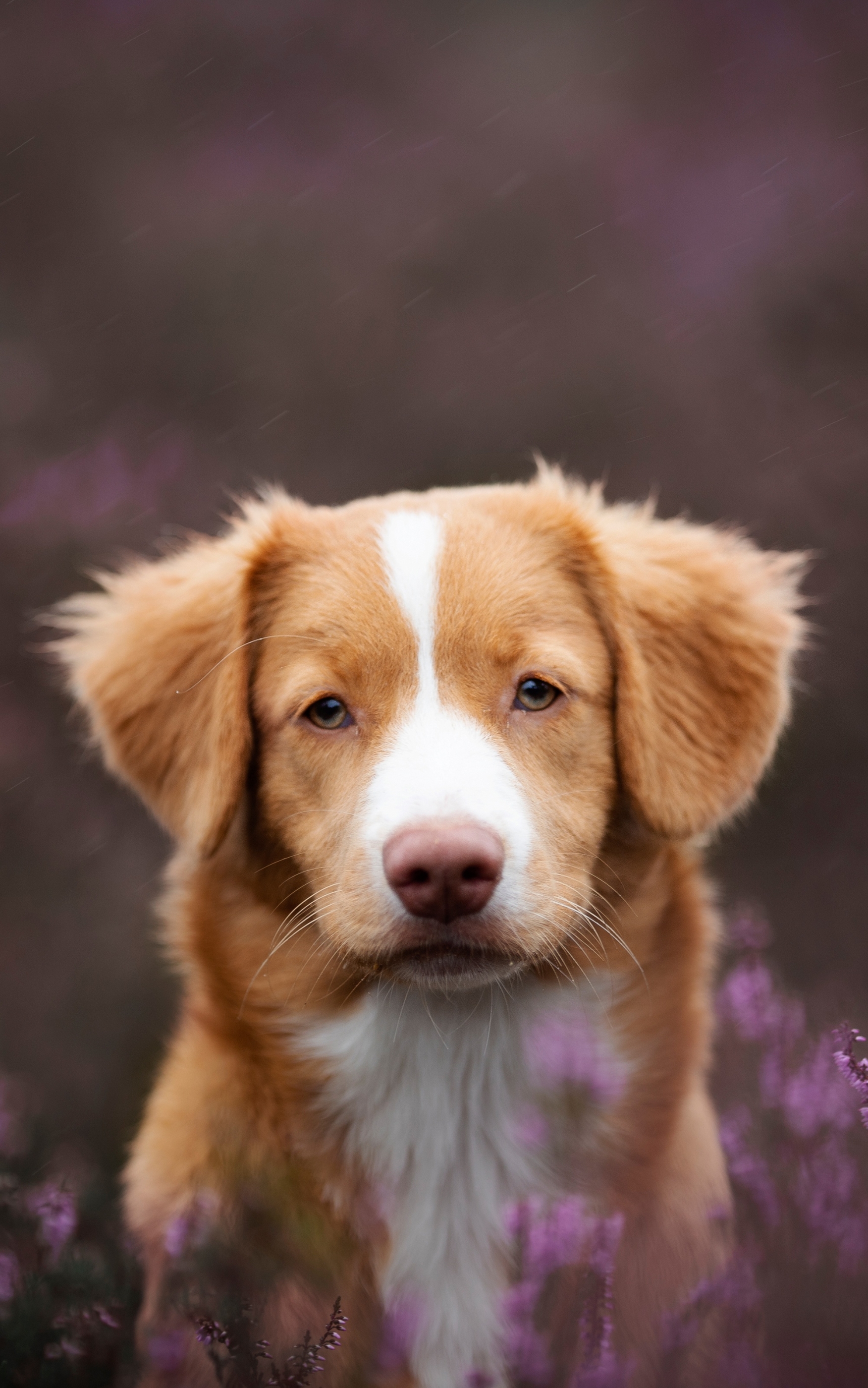 Laden Sie das Tiere, Hunde, Nova Scotia Duck Tolling Retriever-Bild kostenlos auf Ihren PC-Desktop herunter