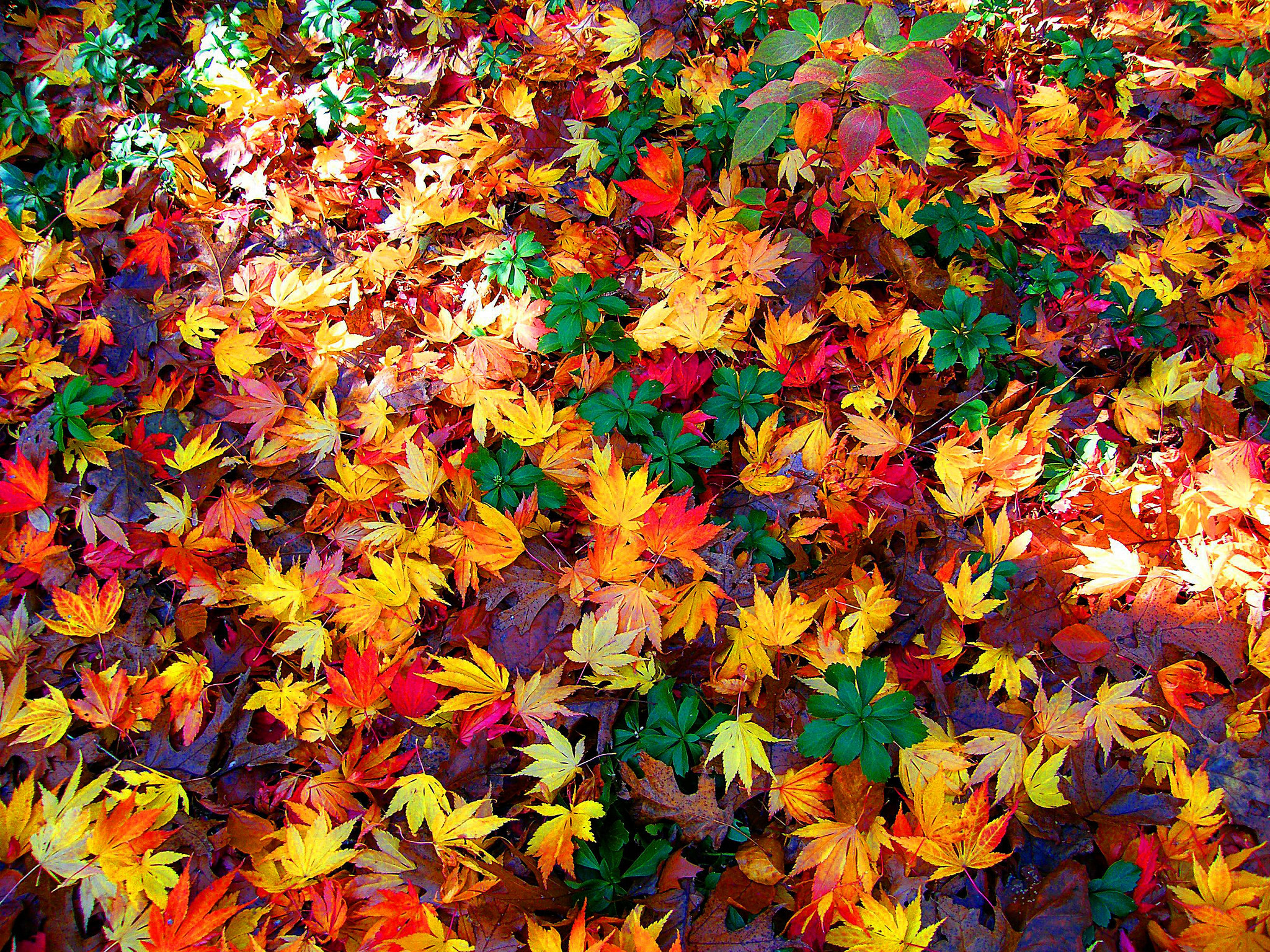 Скачать картинку Осень, Лист, Цвета, Красочный, Земля/природа в телефон бесплатно.
