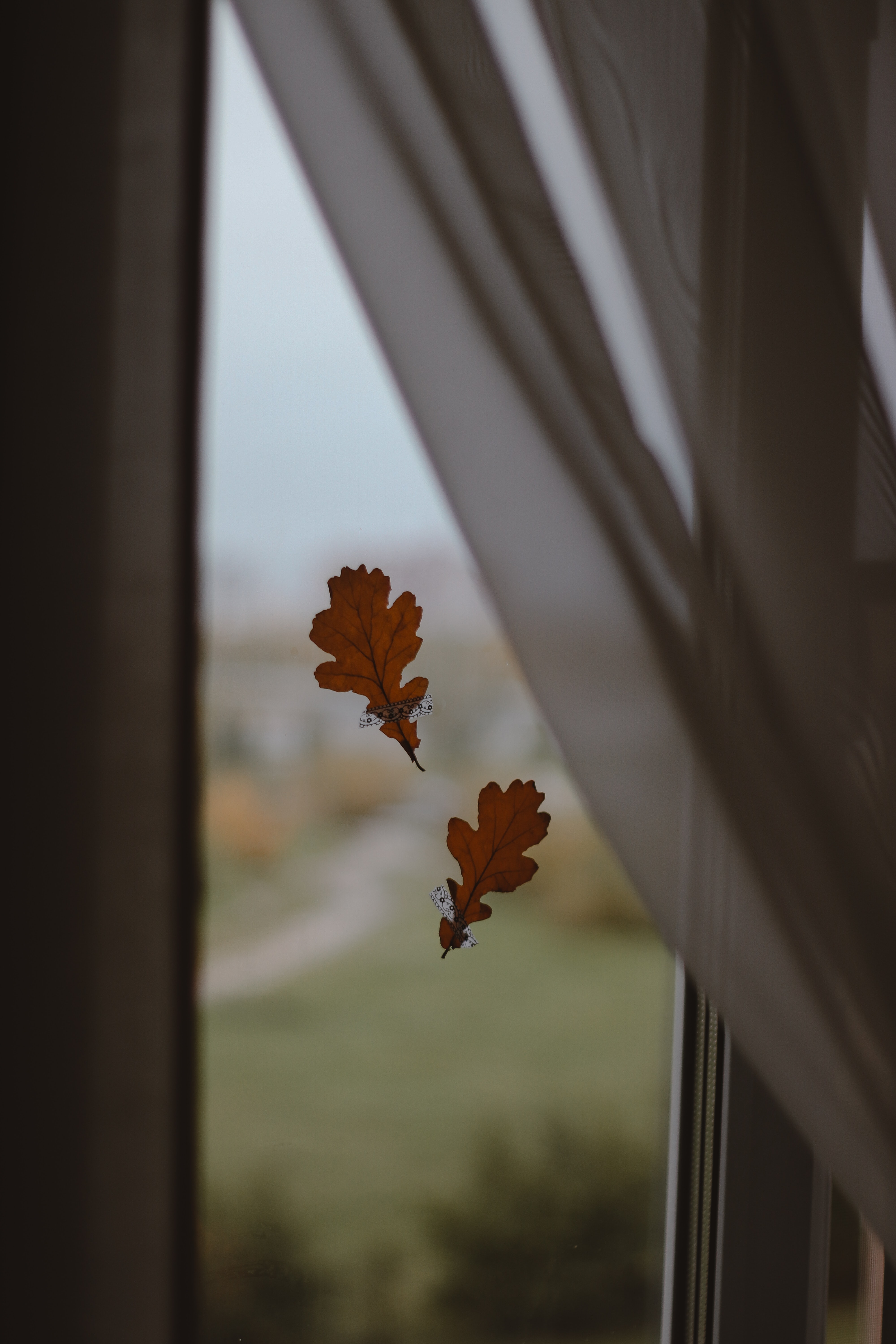 Download mobile wallpaper Oak, Leaves, Window, Nature, Glass, Autumn for free.
