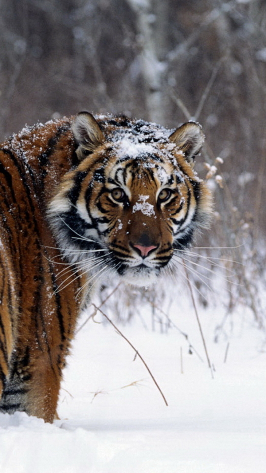 Download mobile wallpaper Winter, Cats, Snow, Tiger, Animal for free.