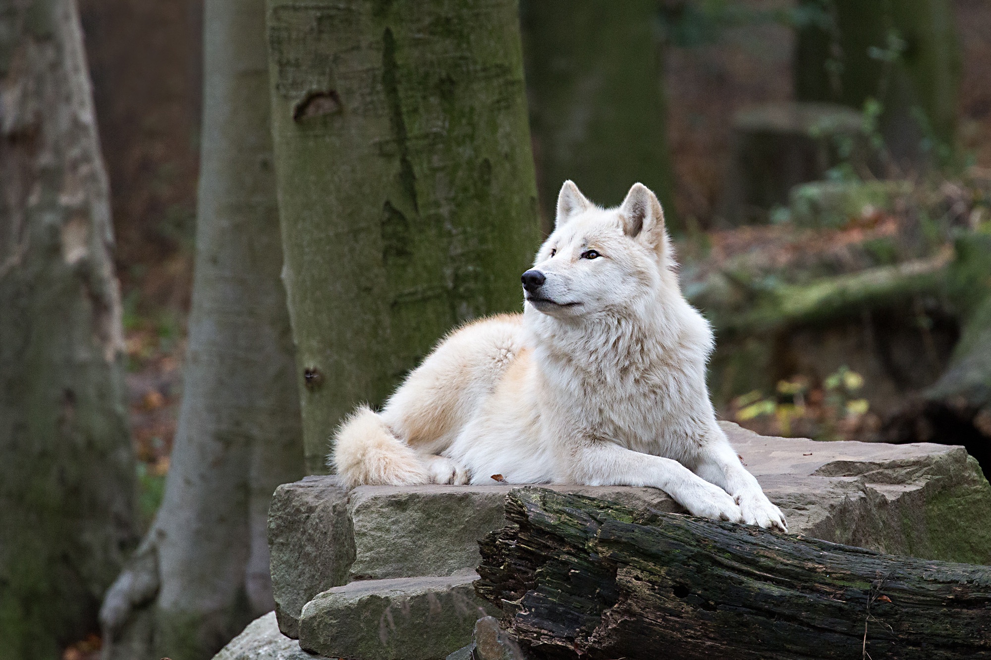 無料モバイル壁紙動物, オオカミ, 狼, 白いオオカミをダウンロードします。