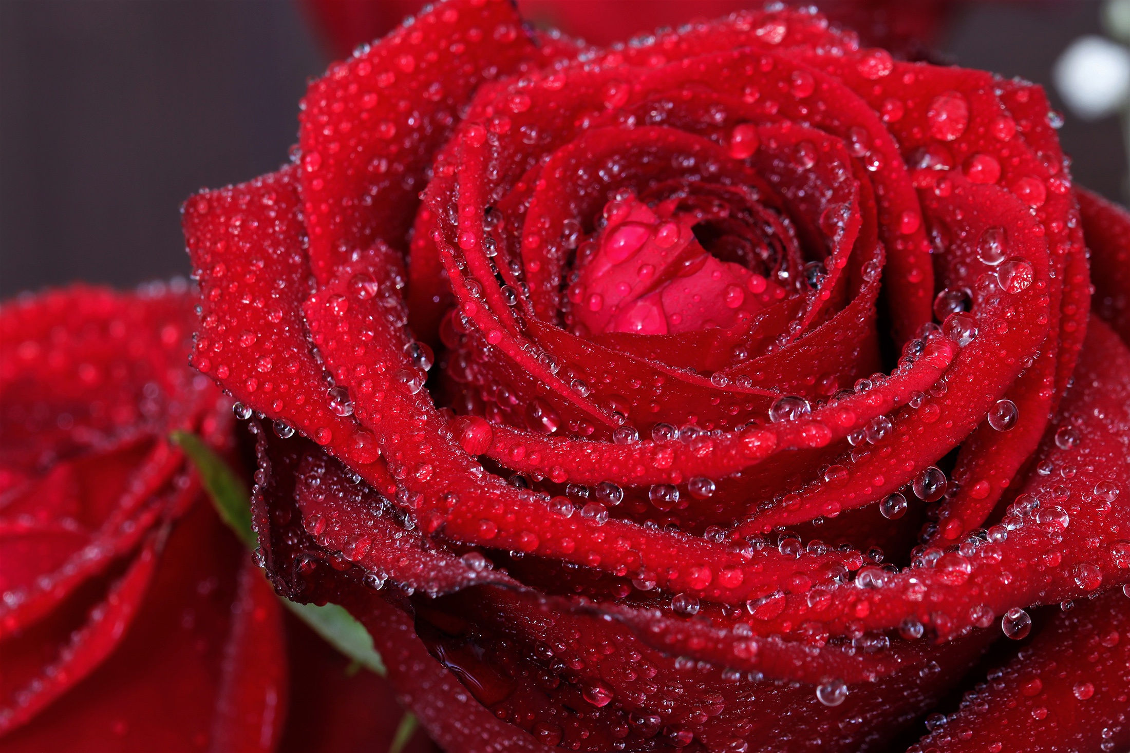 Descarga gratuita de fondo de pantalla para móvil de Flores, Rosa, Pétalo, Tierra/naturaleza, Gota De Agua, Macrofotografía.