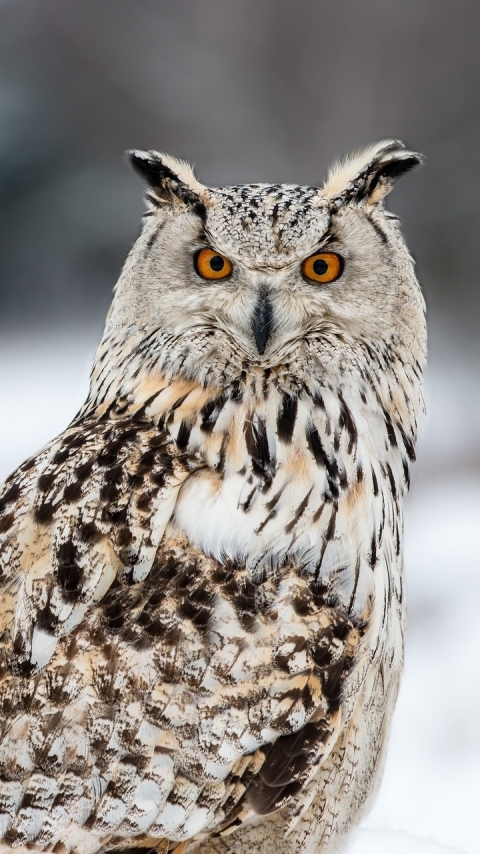 Download mobile wallpaper Birds, Owl, Animal for free.