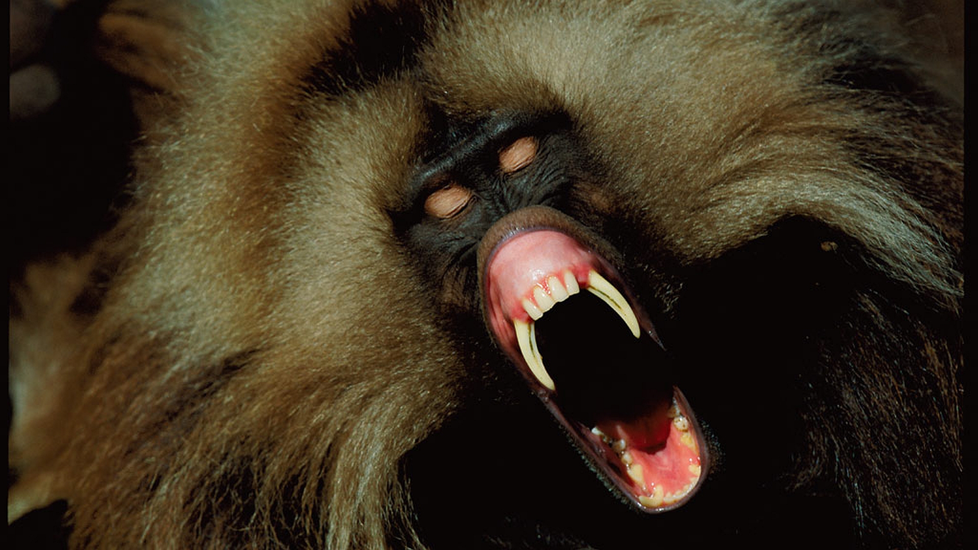 Descarga gratis la imagen Animales, Monos, Mono en el escritorio de tu PC