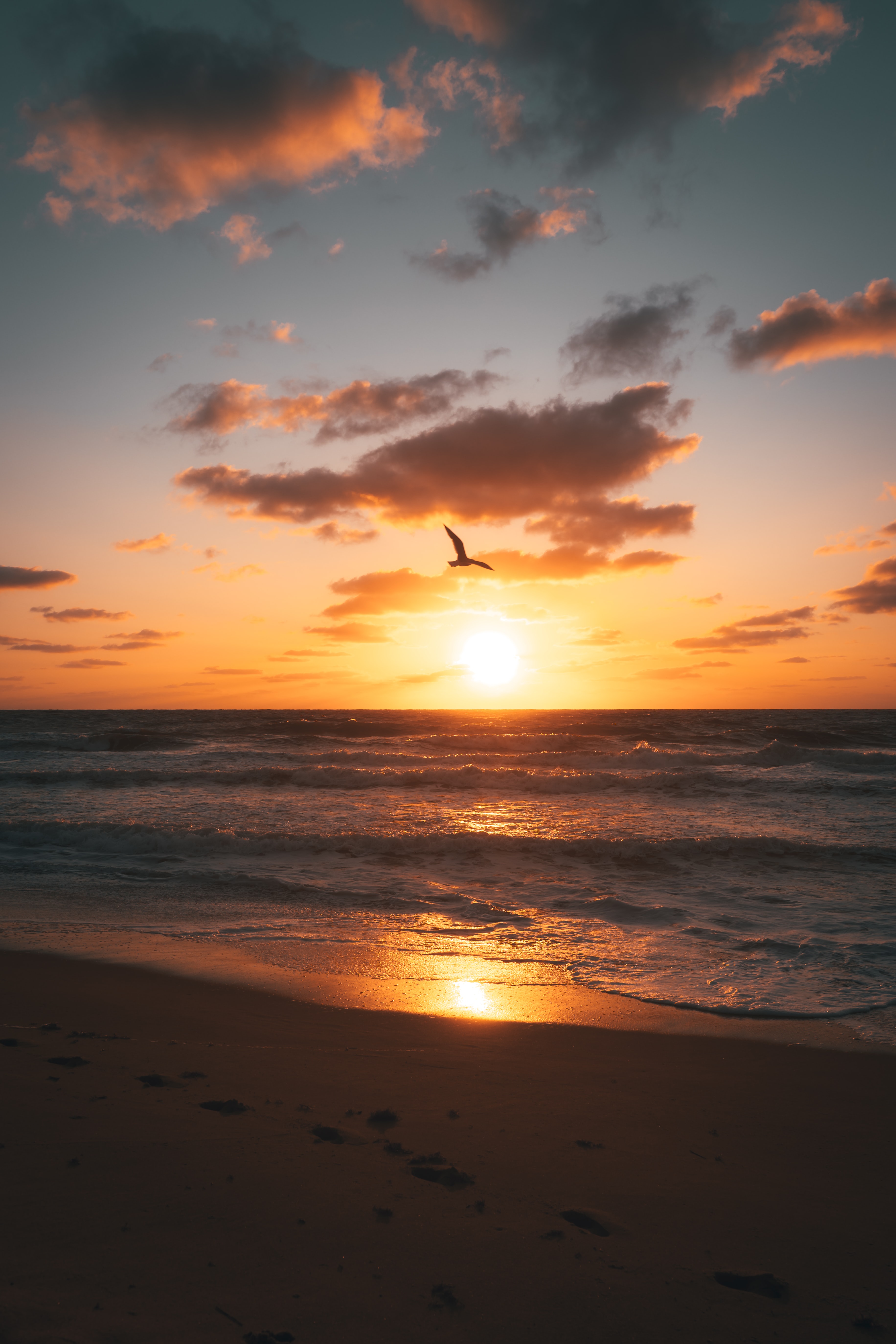 PCデスクトップに自然, 鳥, 日没, 地平線, 海岸, ビーチ画像を無料でダウンロード