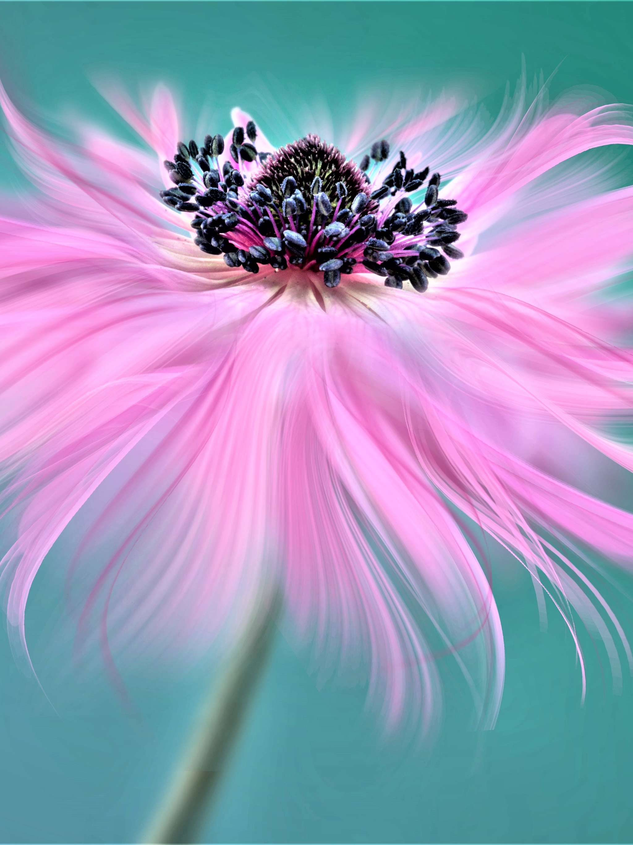 Free download wallpaper Flowers, Flower, Macro, Artistic, Pink Flower on your PC desktop