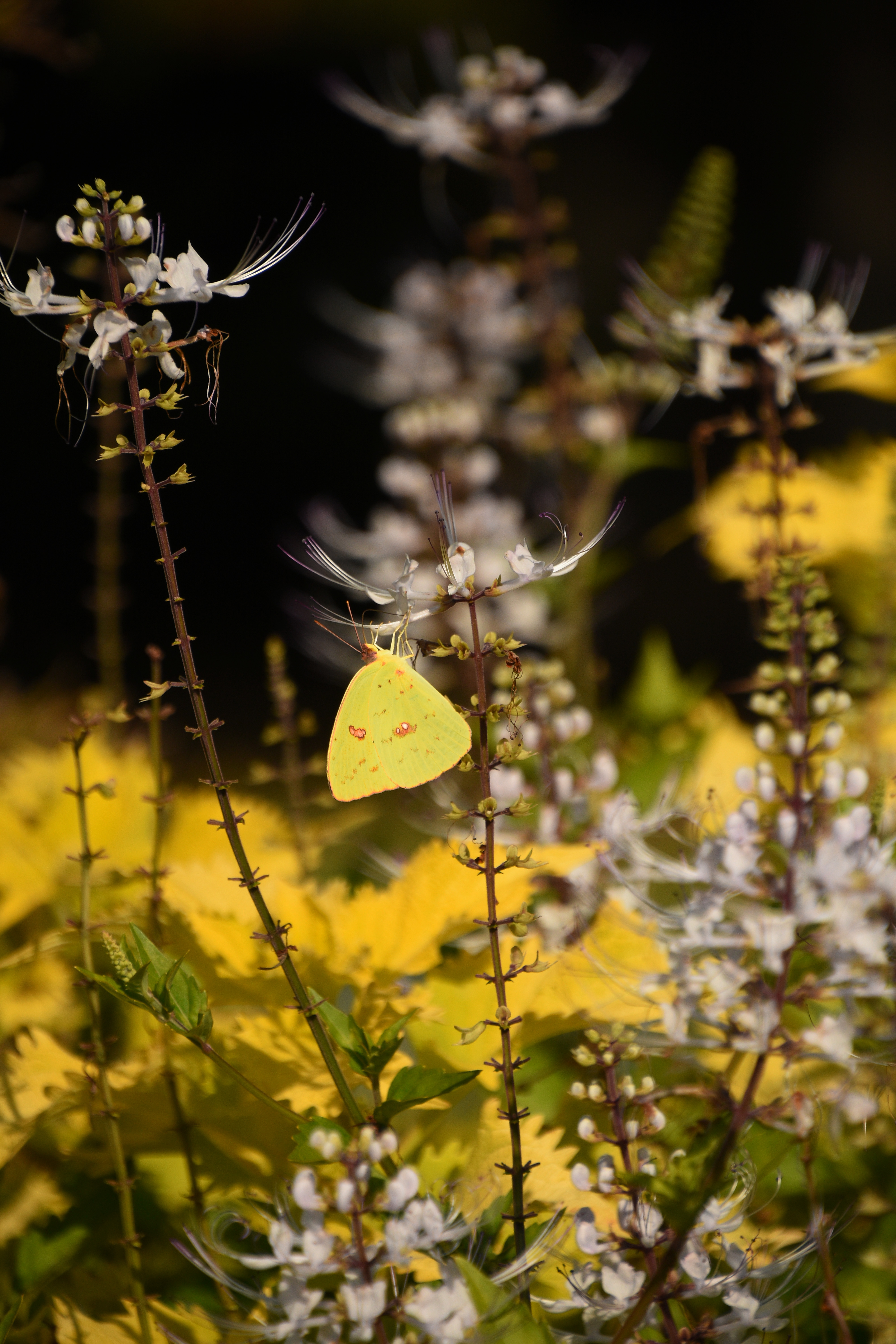 Téléchargez gratuitement l'image Macro, Fleurs, Insecte, Papillon sur le bureau de votre PC