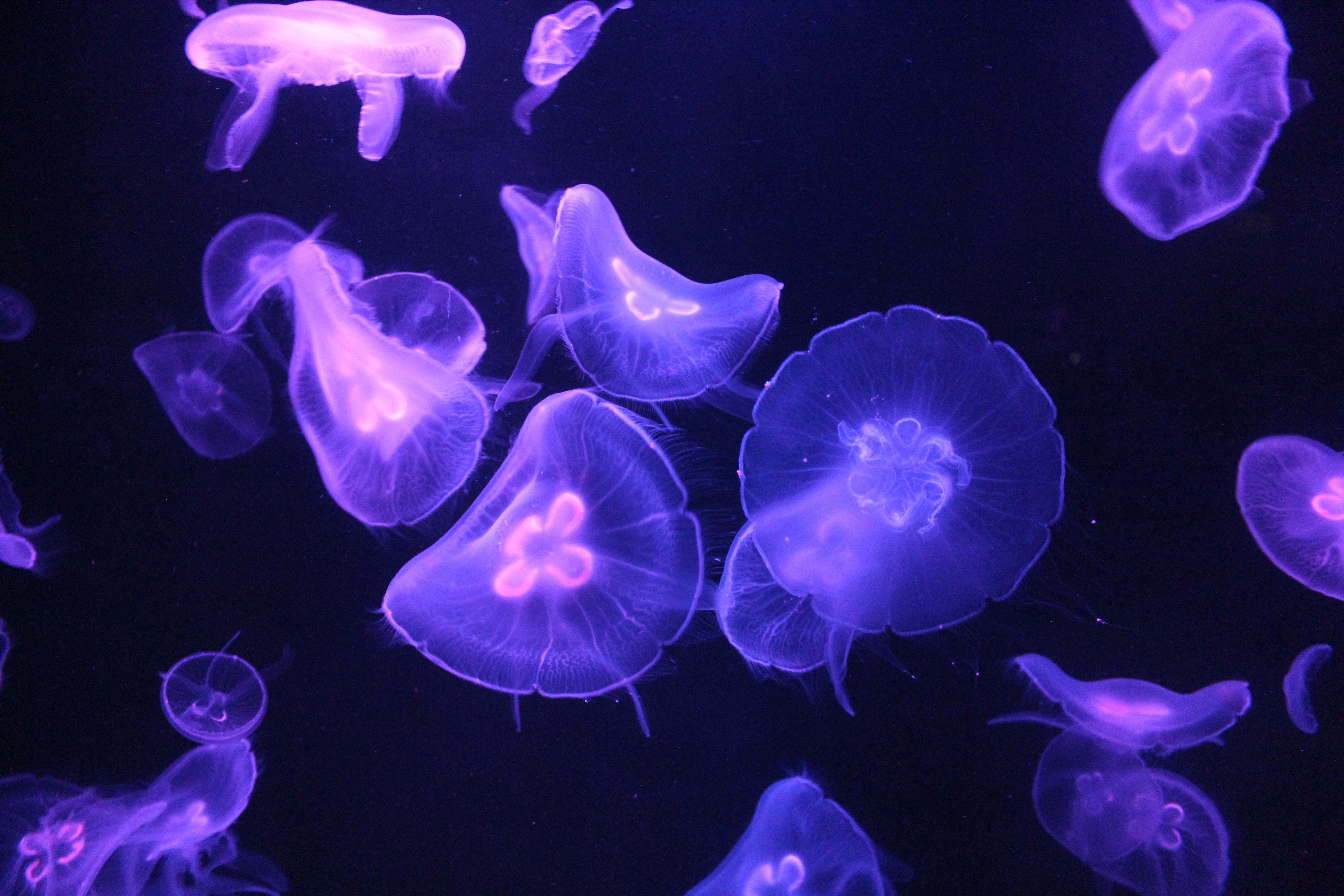 100580 скачать картинку медуза, темные, темный, свечение, щупальце - обои и заставки бесплатно