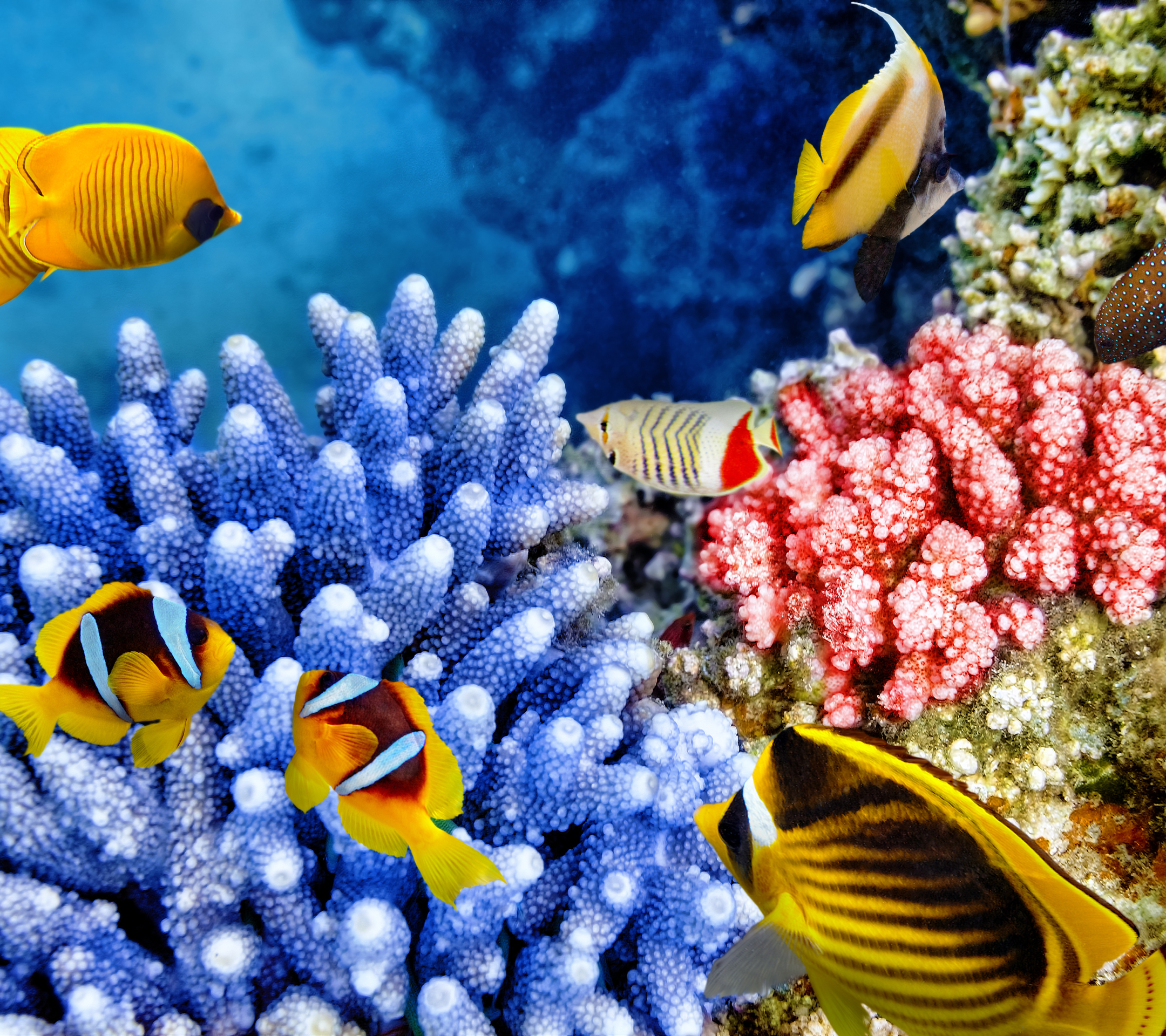 Скачать картинку Животные, Рыбы, Кораллы, Океан, Подводный, Коралловый, Морская Жизнь в телефон бесплатно.