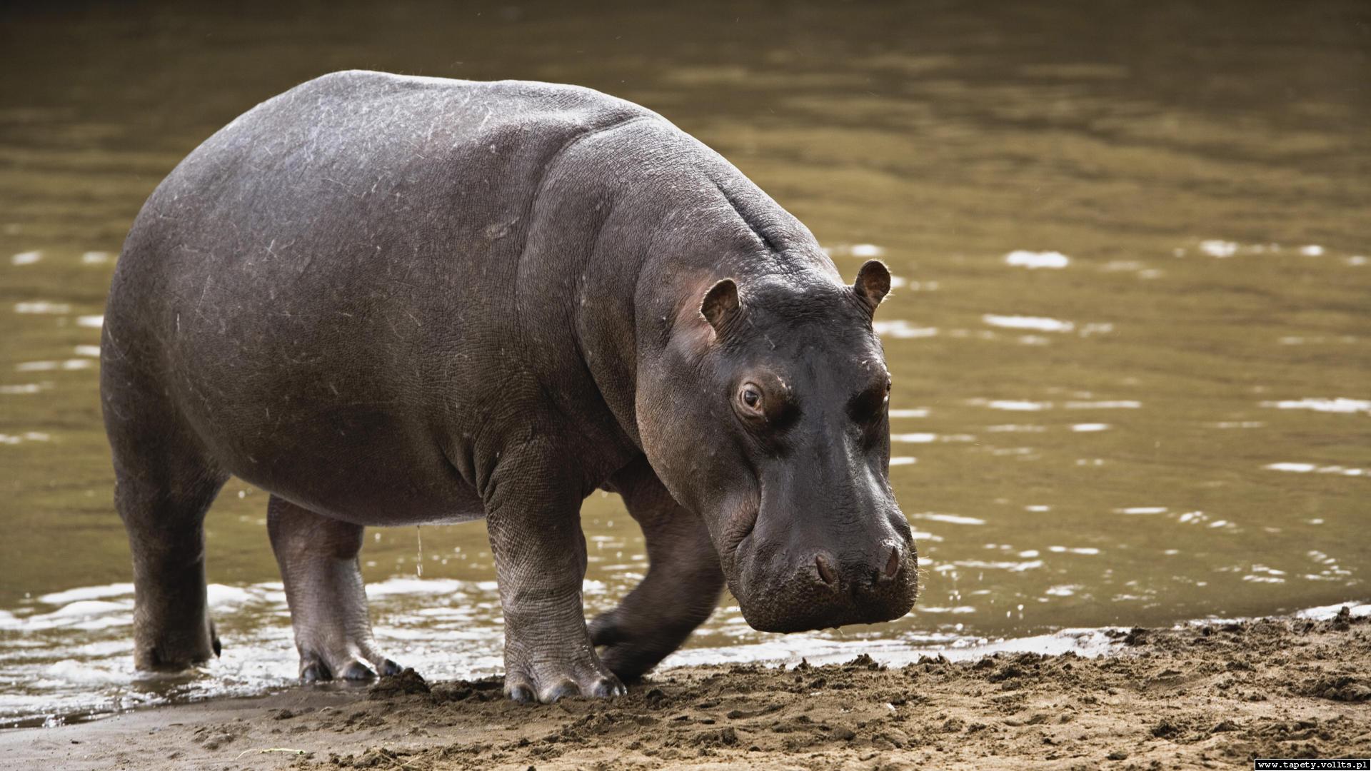 538591 baixar papel de parede animais, hipopótamo - protetores de tela e imagens gratuitamente