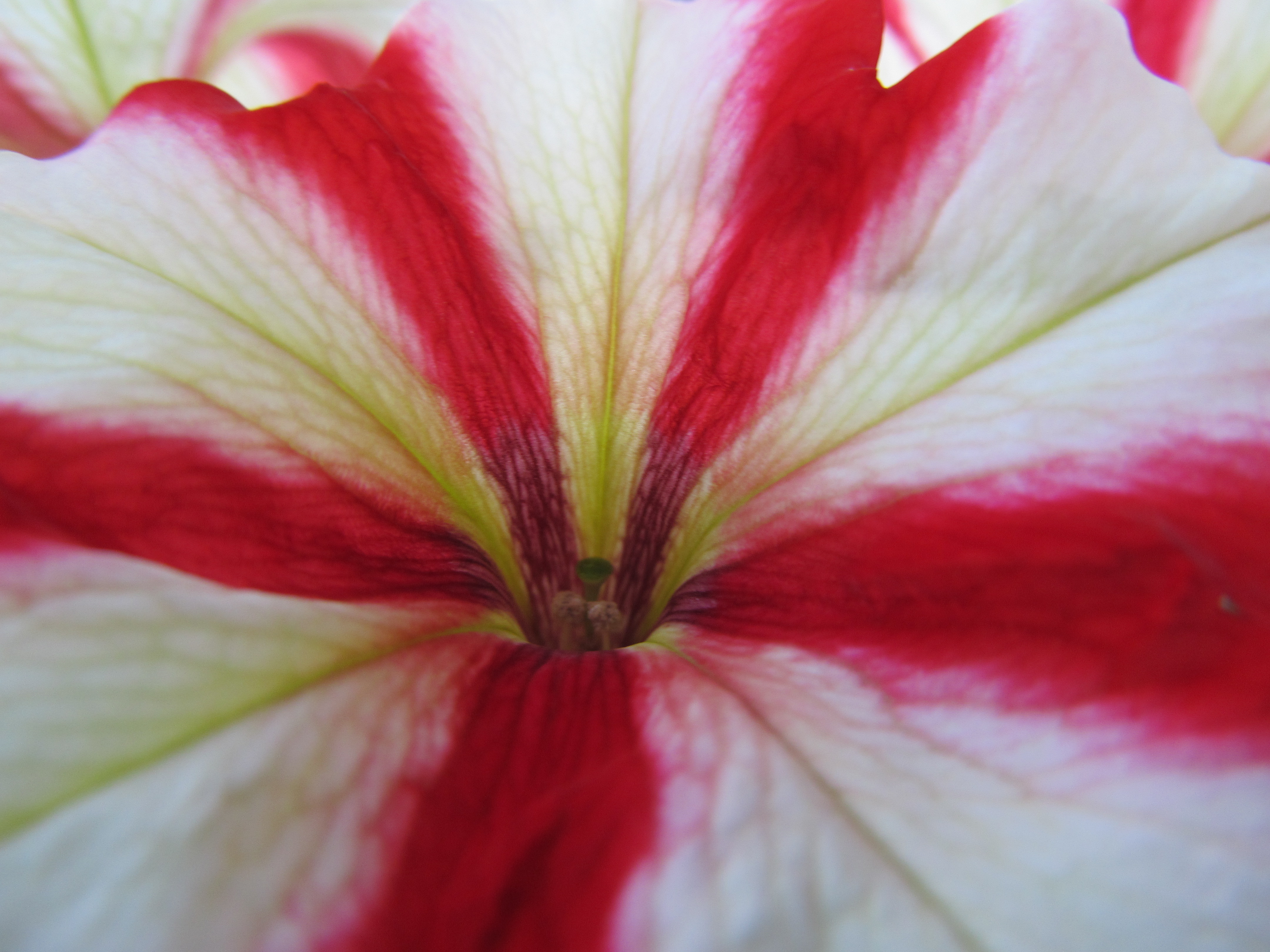 Descarga gratuita de fondo de pantalla para móvil de Flores, Flor, Tierra/naturaleza.