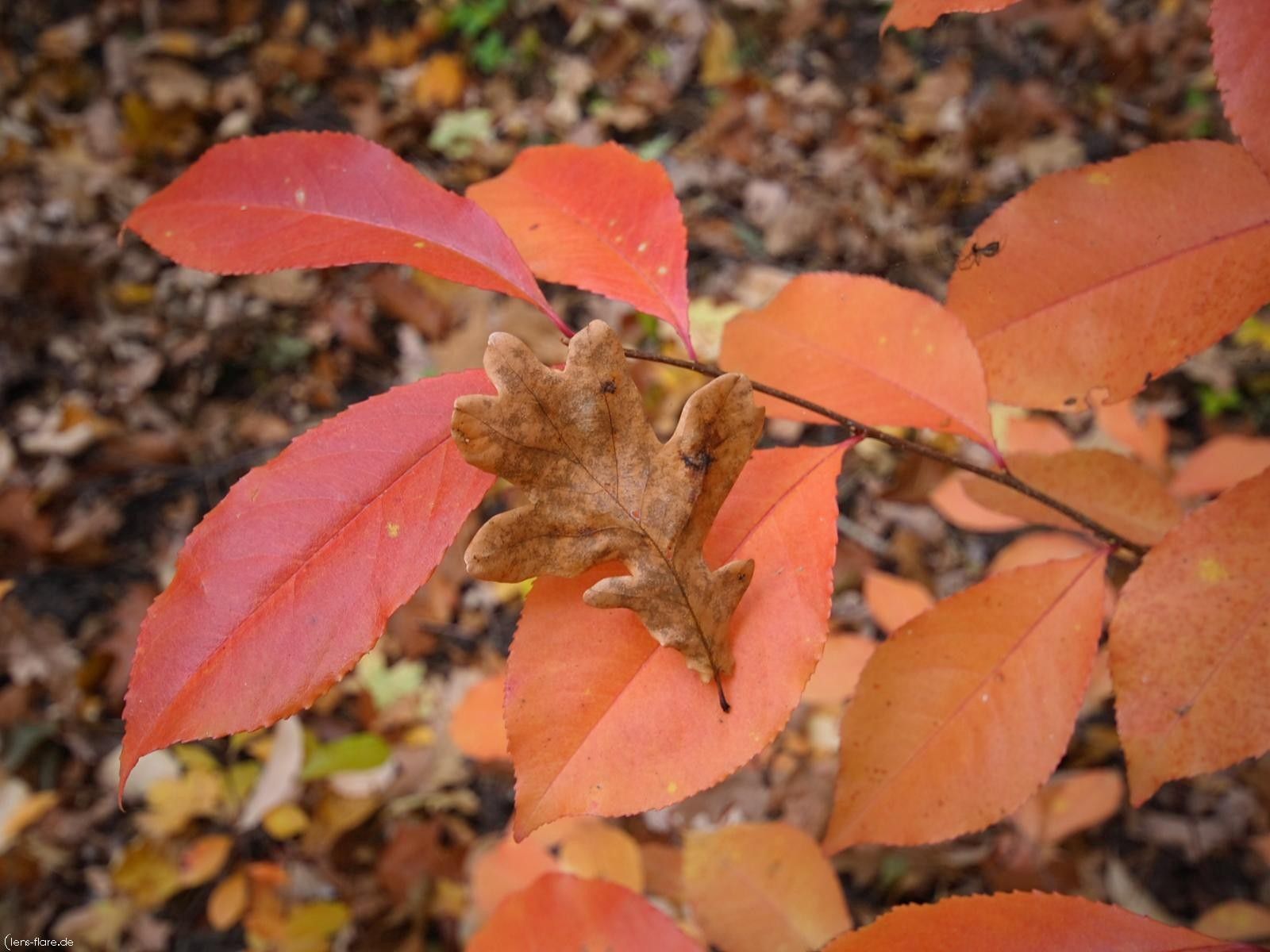 Laden Sie das Natur, Blätter, Bunten, Eiche, Mehrfarbig, Wald, Herbst-Bild kostenlos auf Ihren PC-Desktop herunter
