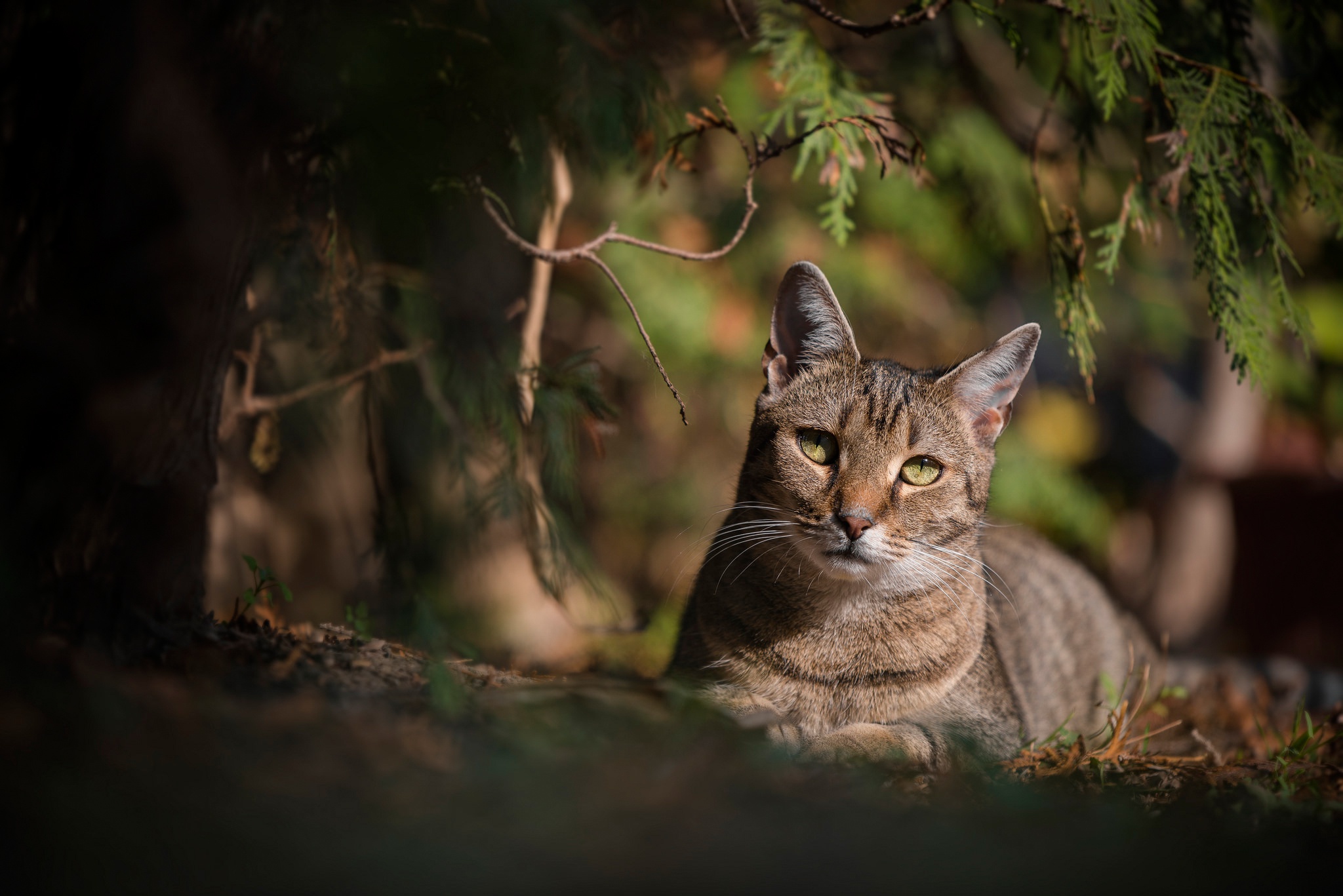 Baixe gratuitamente a imagem Animais, Gatos, Gato, Olhar Fixamente, Profundidade De Campo na área de trabalho do seu PC