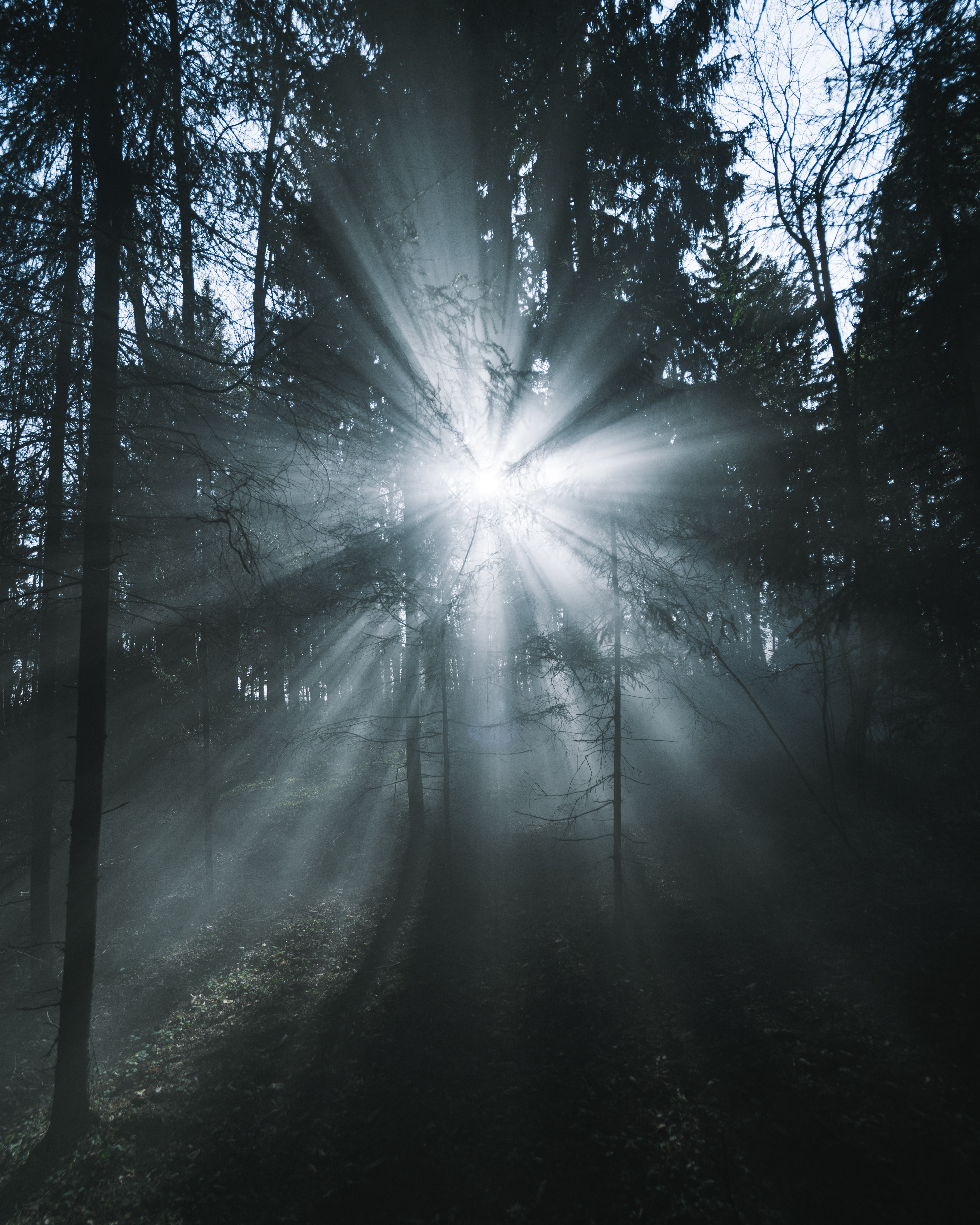 fog, music, trees, beams, rays, forest, glow Desktop Wallpaper