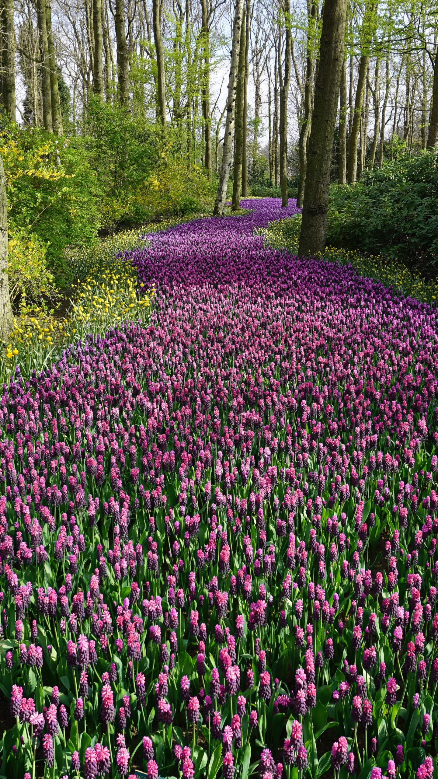 Free download wallpaper Nature, Flowers, Flower, Earth, Purple Flower on your PC desktop