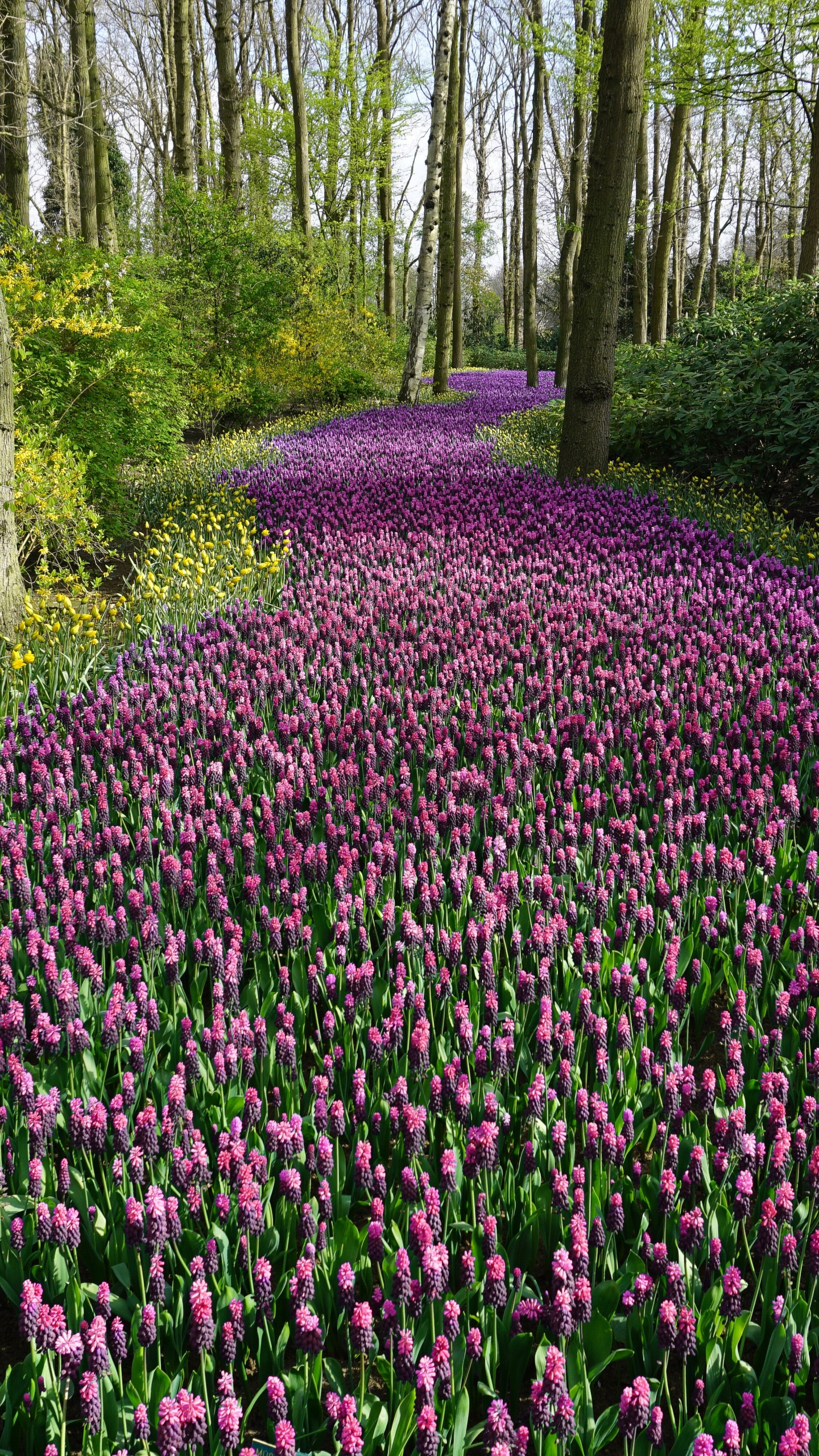 Téléchargez des papiers peints mobile Fleurs, Fleur, Fleur Mauve, La Nature, Terre/nature gratuitement.