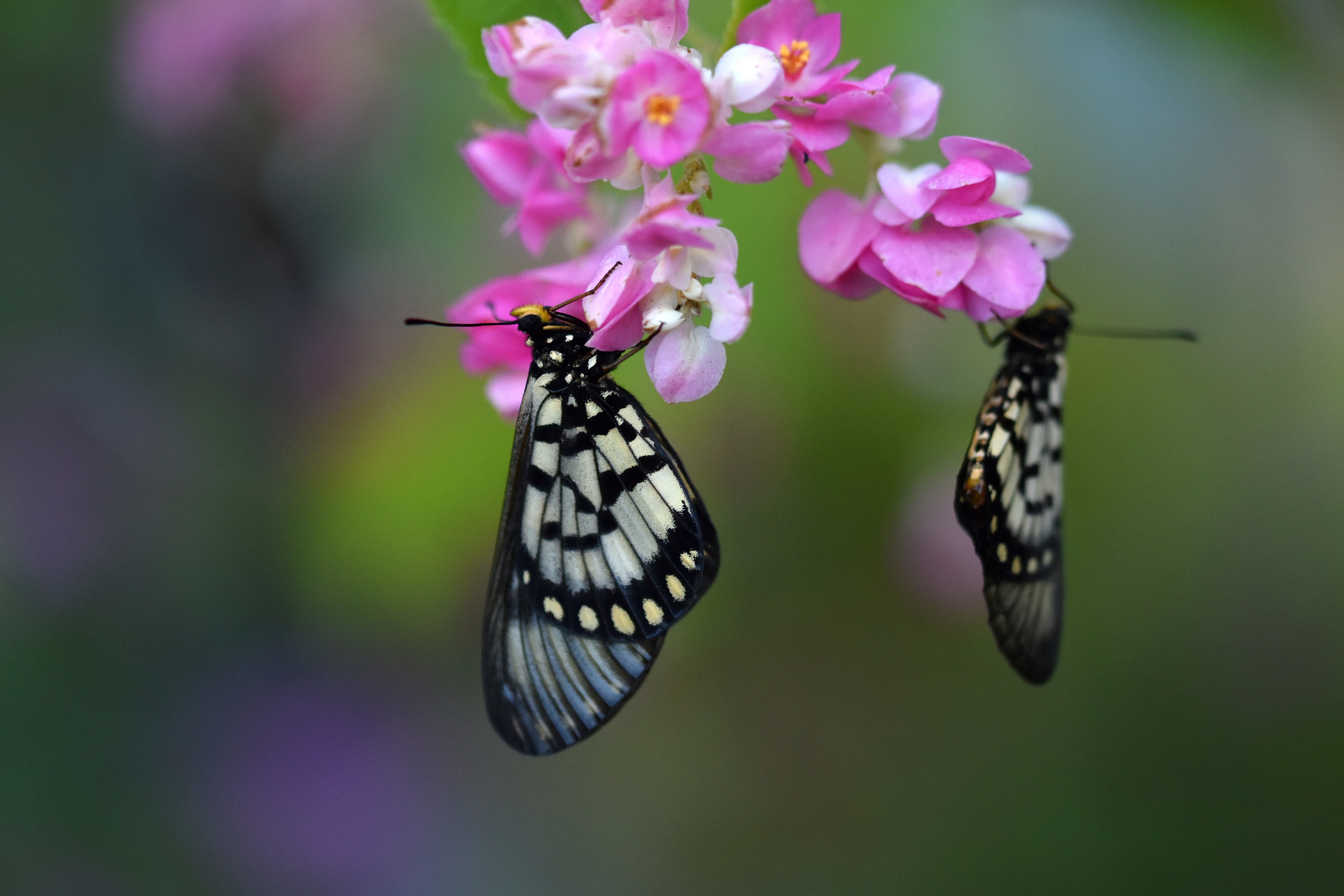 Download mobile wallpaper Flower, Macro, Insect, Butterfly, Animal for free.