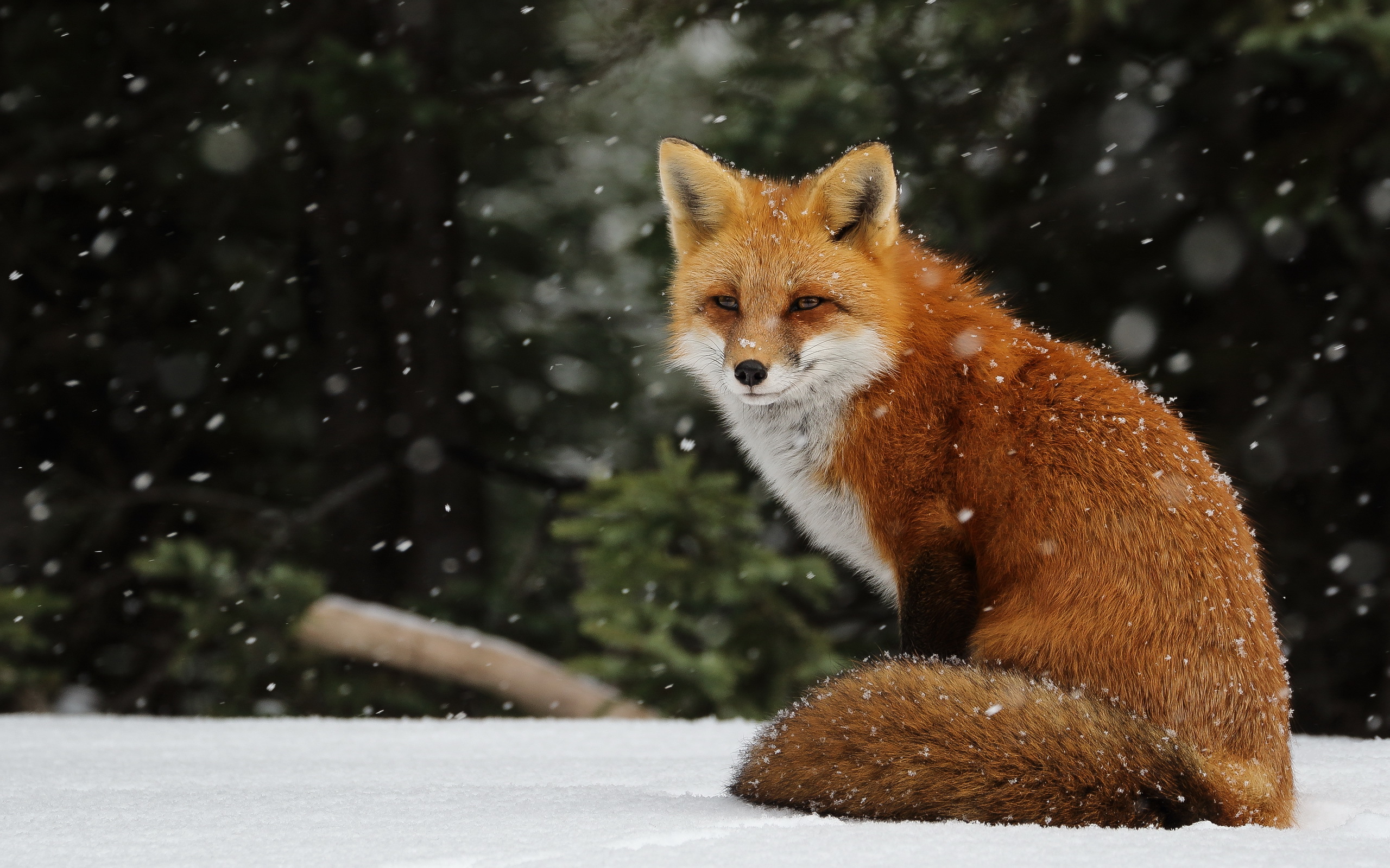 681621壁紙のダウンロード狐, 雪, 動物-スクリーンセーバーと写真を無料で