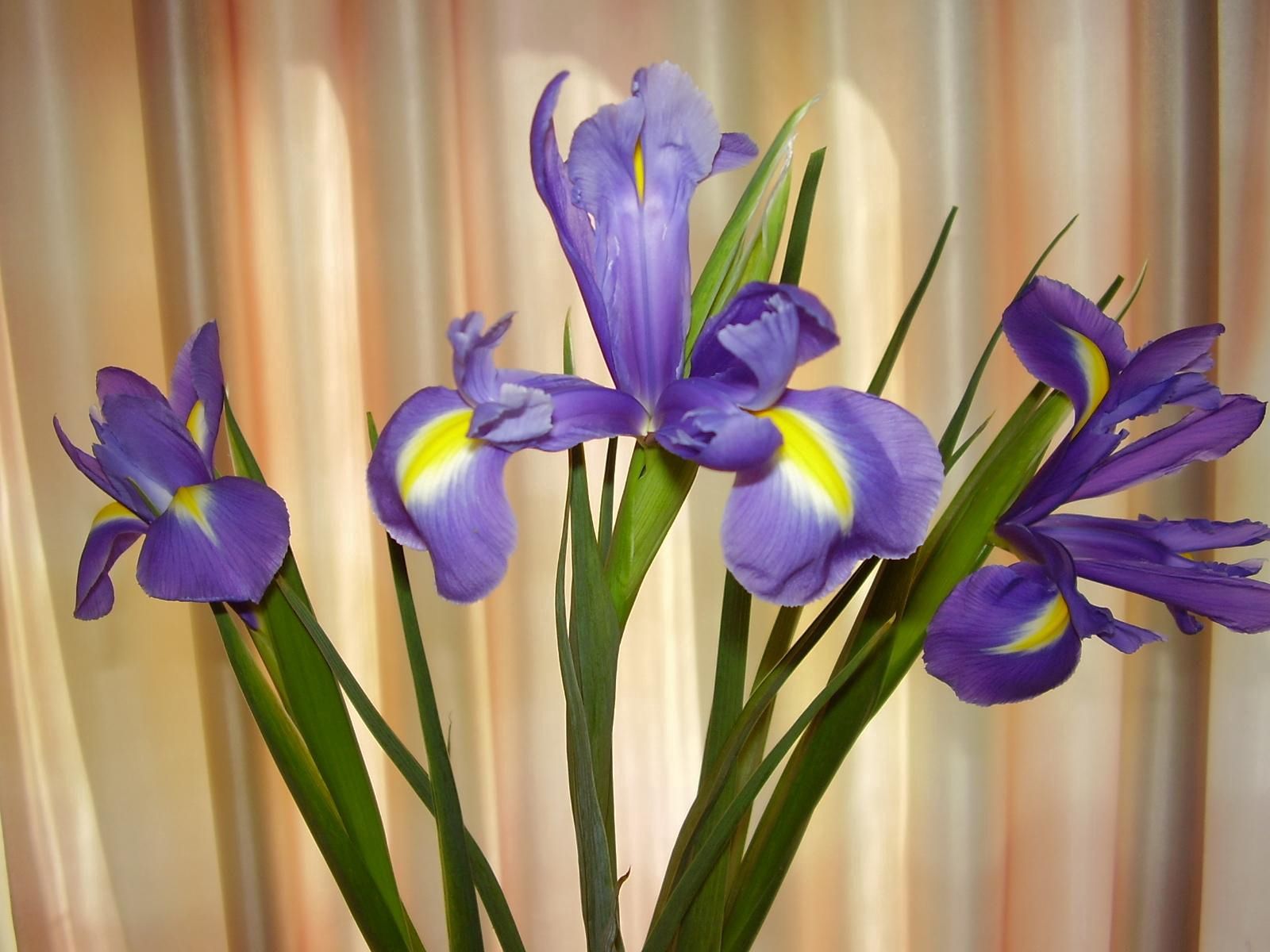 flowers, greens, curtain, irises