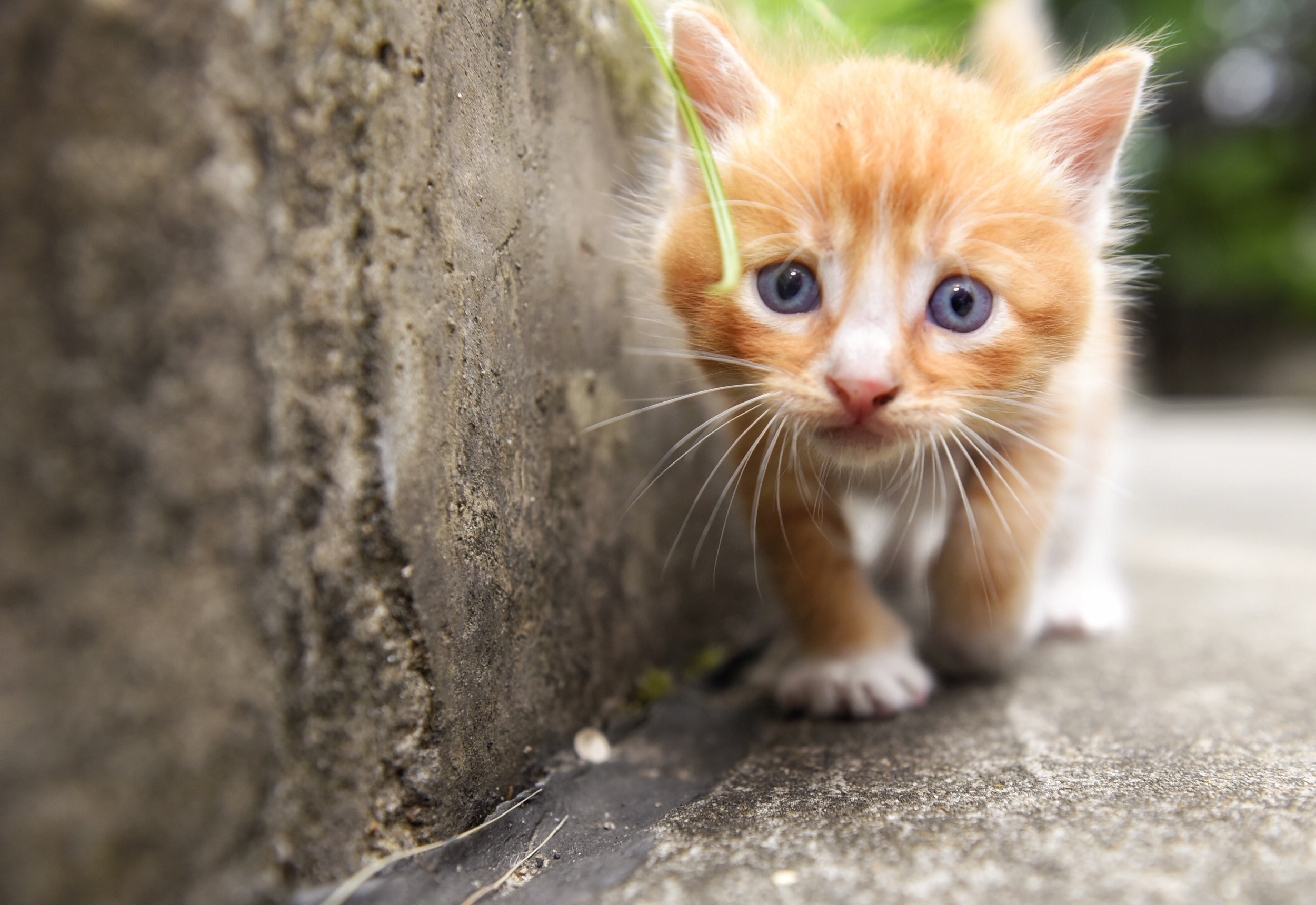 Laden Sie das Tiere, Katzen, Katze, Kätzchen, Nahansicht, Tierbaby, Starren-Bild kostenlos auf Ihren PC-Desktop herunter