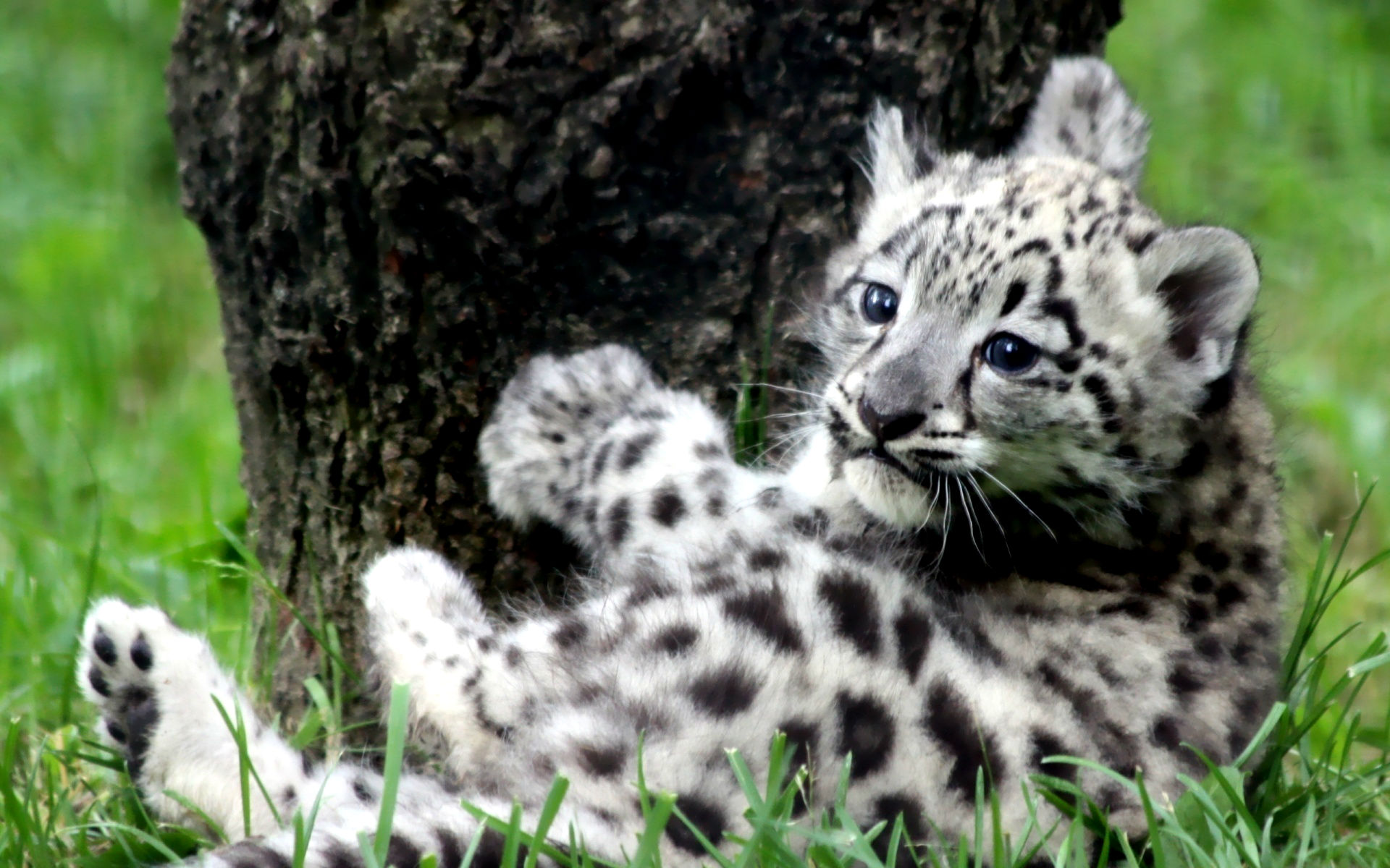 Handy-Wallpaper Tiere, Schneeleopard kostenlos herunterladen.