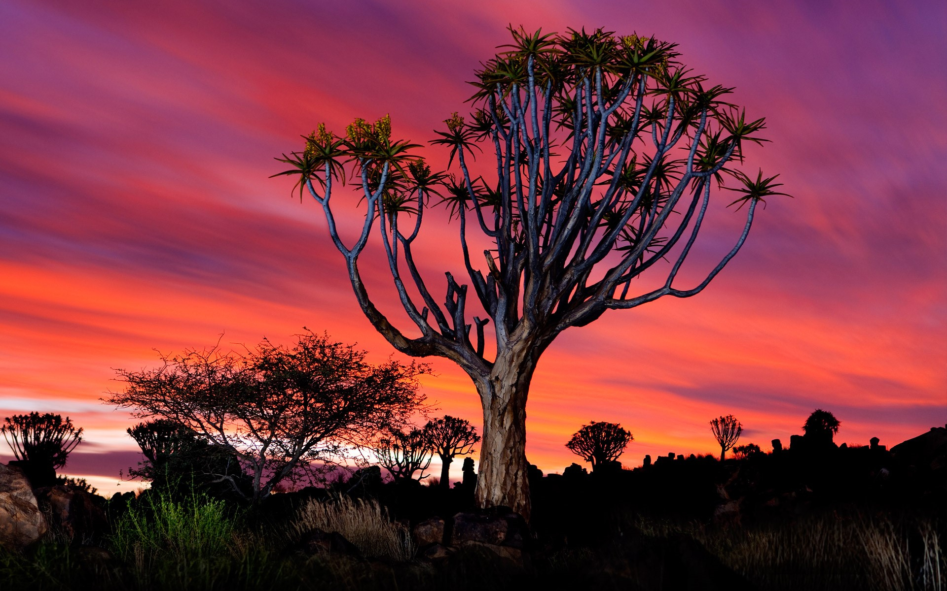 Скачать картинку Закат, Лес, Дерево, Намибия, Земля/природа, Колчанное Дерево в телефон бесплатно.