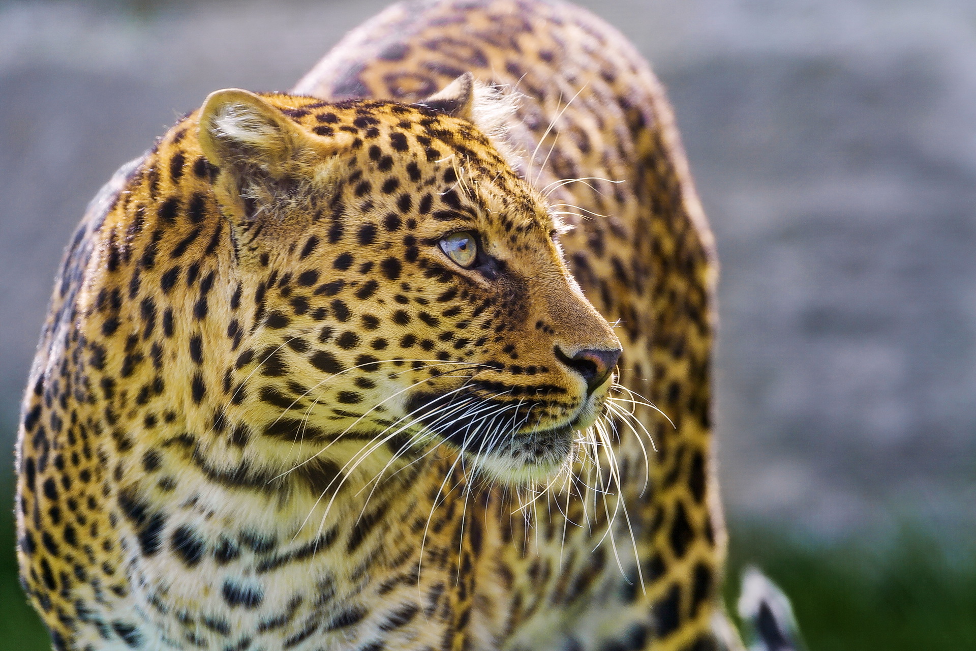 Descarga gratuita de fondo de pantalla para móvil de Animales, Gatos, Leopardo.