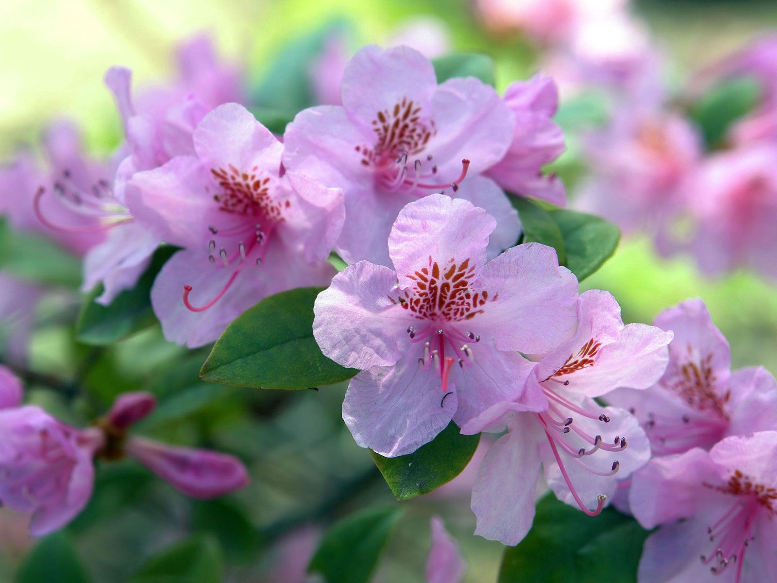 Descarga gratis la imagen Flores, Hojas, Verduras, Arbusto, Floración, Rama, Florecer en el escritorio de tu PC