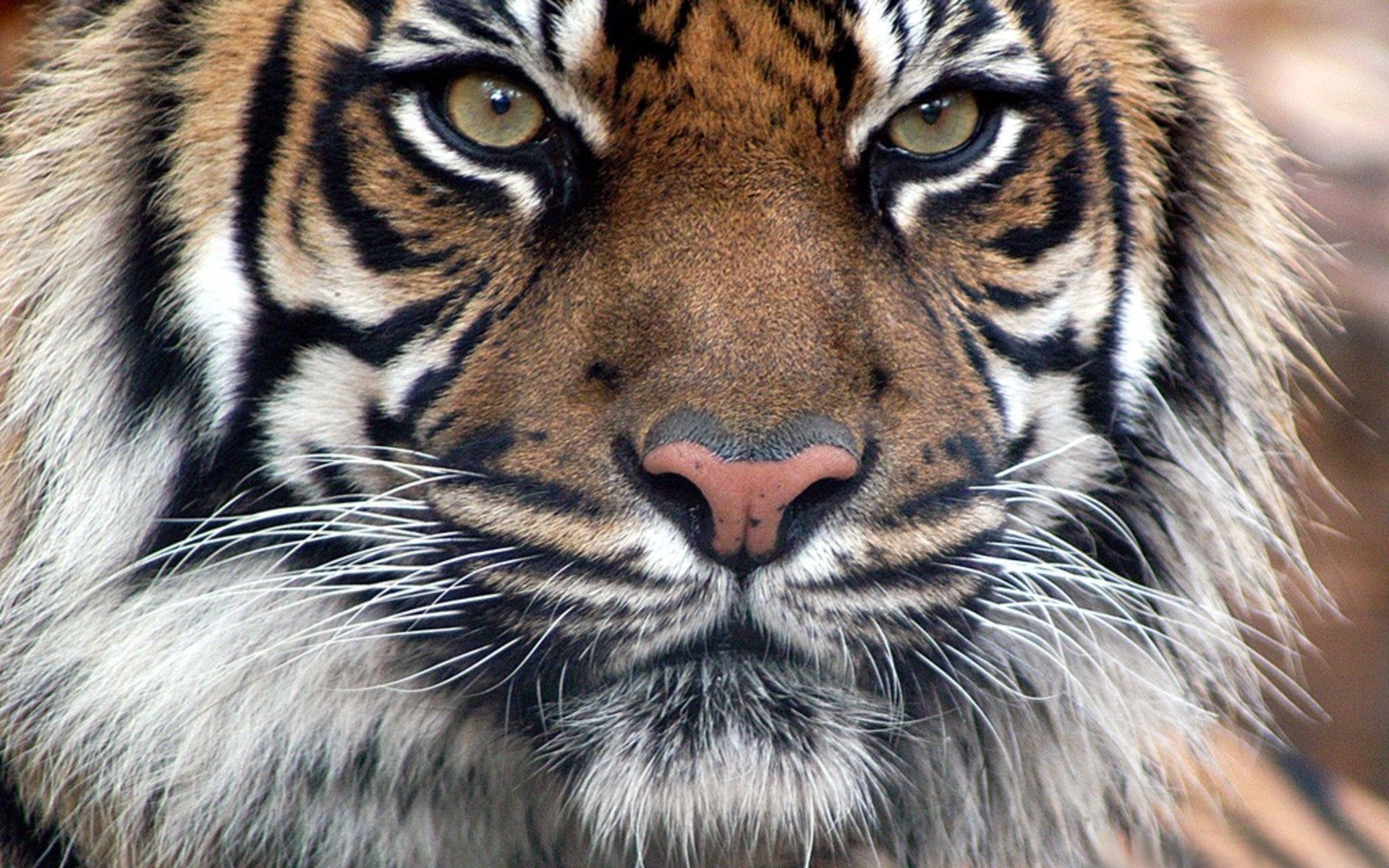 146976 baixar imagens animais, focinho, olhos, olho, visão, opinião, tigre, pelagem, pele, predatório - papéis de parede e protetores de tela gratuitamente